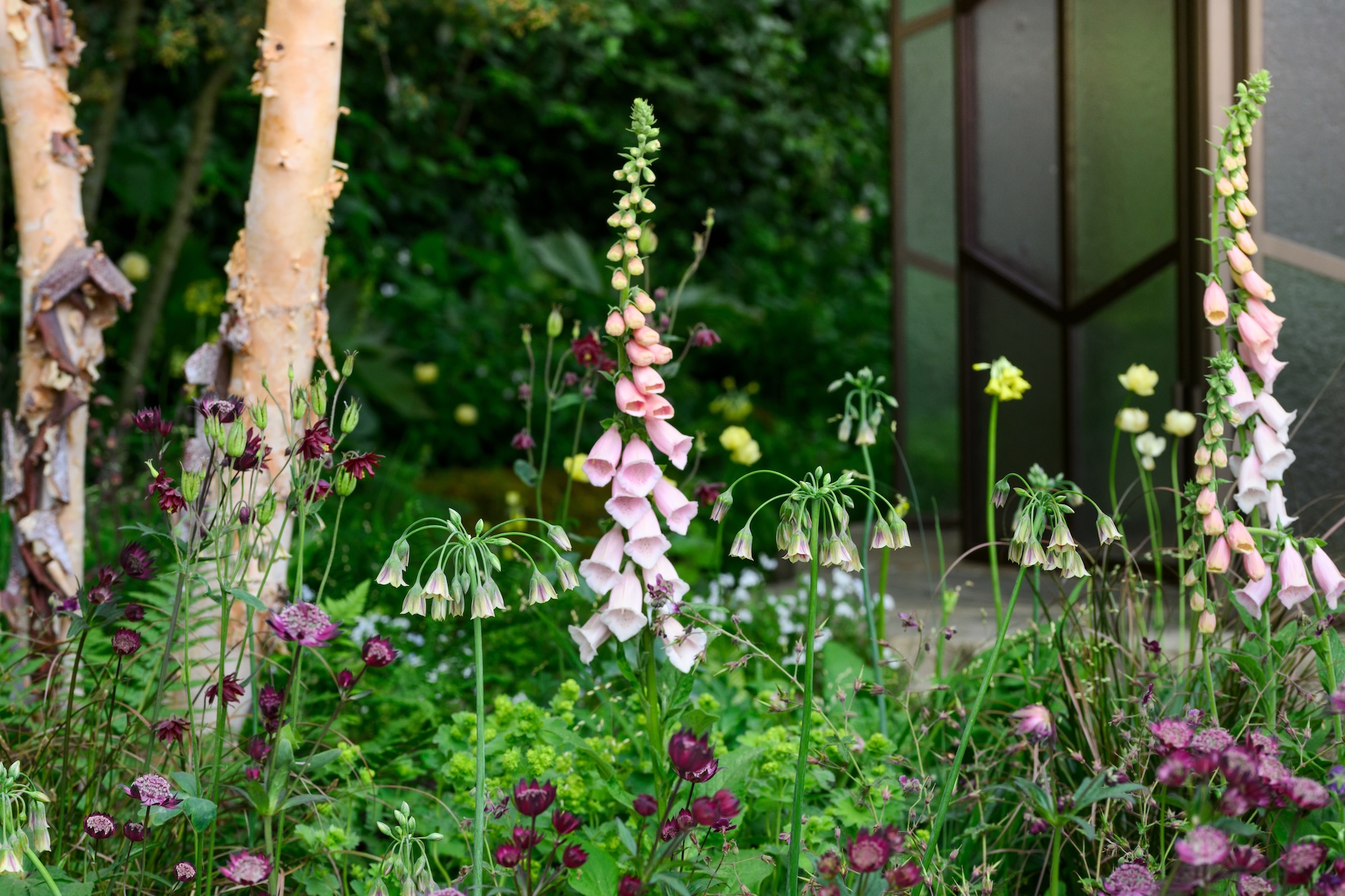The Glasshouse Garden at RHS Chelsea Flower Show 2025 - Designed by Jo Thompson (17th - 18th May 2025) The Glasshouse Garden at RHS Chelsea Flower Show 2025 - Designed by Jo Thompson