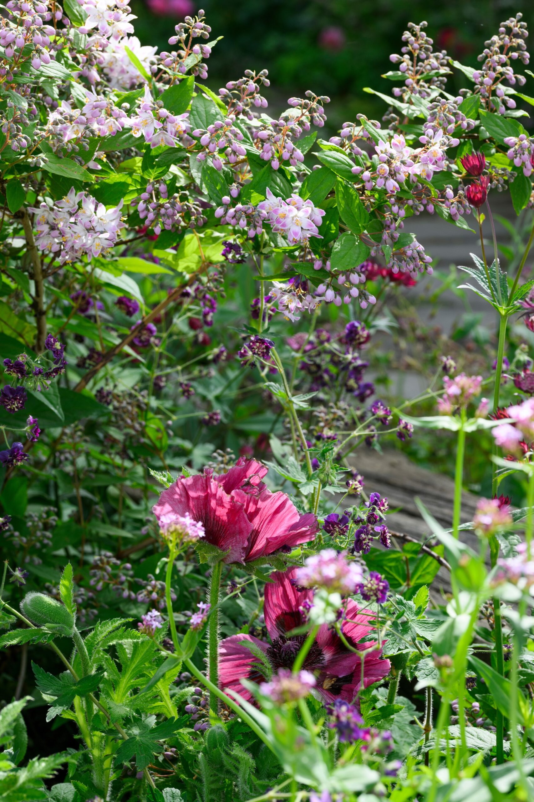 The Glasshouse Garden at RHS Chelsea Flower Show 2025 - Designed by Jo Thompson (17th - 18th May 2025) The Glasshouse Garden at RHS Chelsea Flower Show 2025 - Designed by Jo Thompson