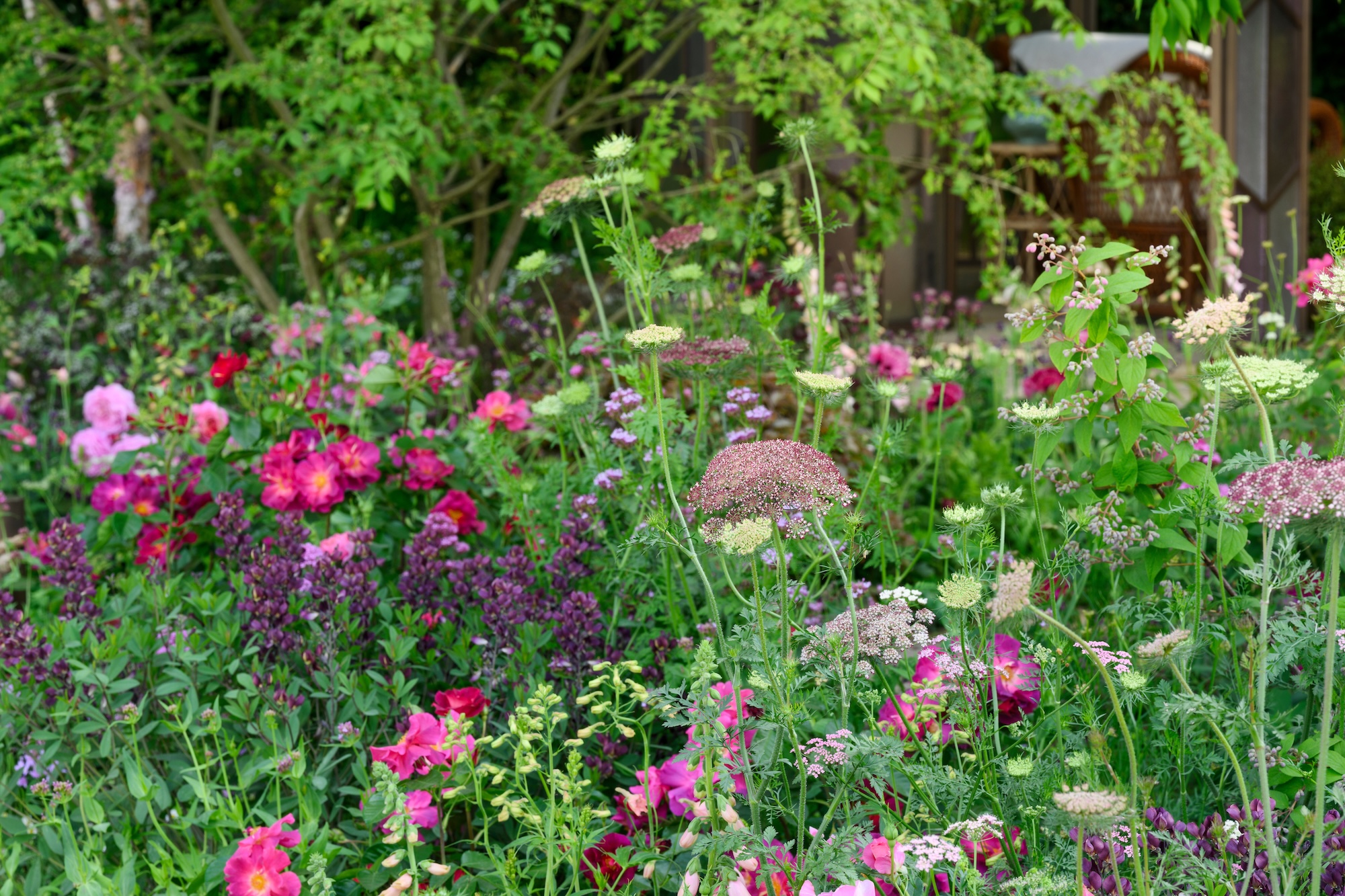 The Glasshouse Garden at RHS Chelsea Flower Show 2025 - Designed by Jo Thompson (17th - 18th May 2025) The Glasshouse Garden at RHS Chelsea Flower Show 2025 - Designed by Jo Thompson
