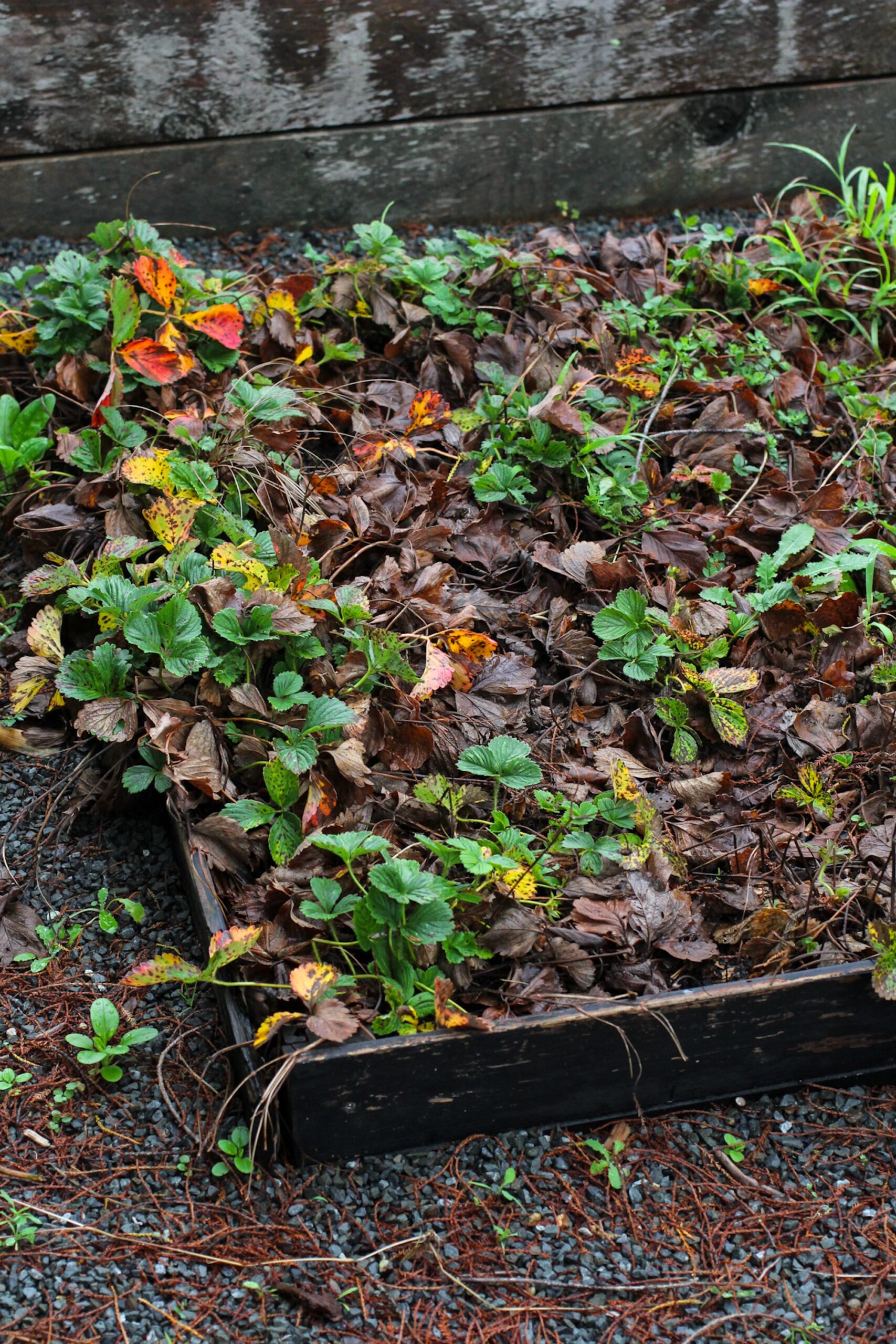 Tidy up existing strawberry patch by removing dead, brown leaves from the plants_