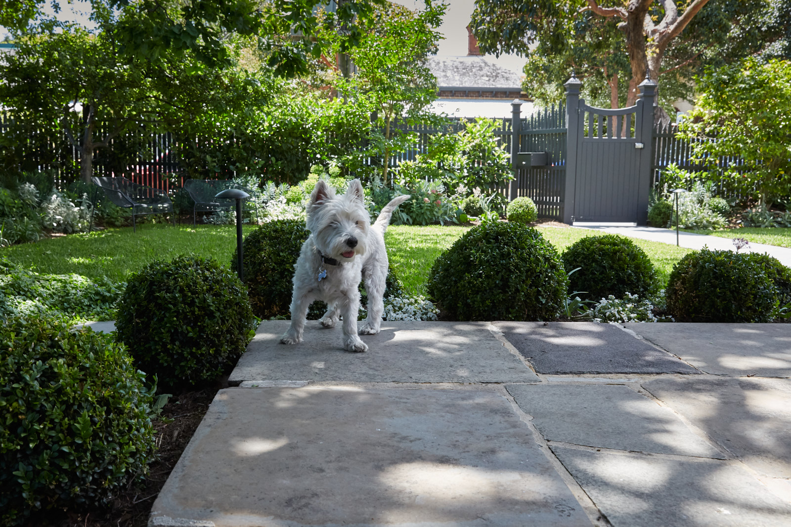 Dog standing alert on a paved path framed by clipped buxus and trees