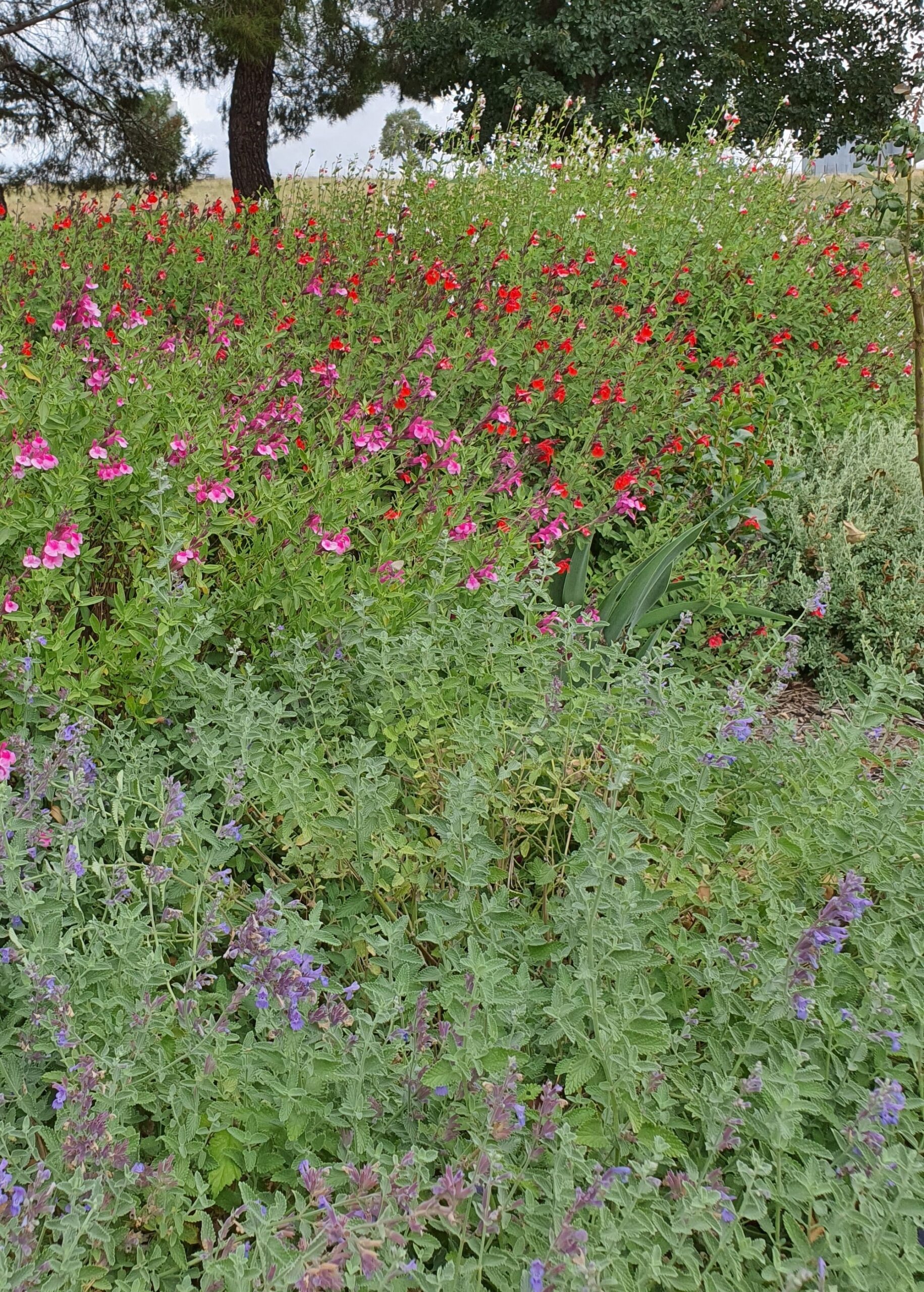 Wildflower-style planting with pink Gaura in a meadow garden