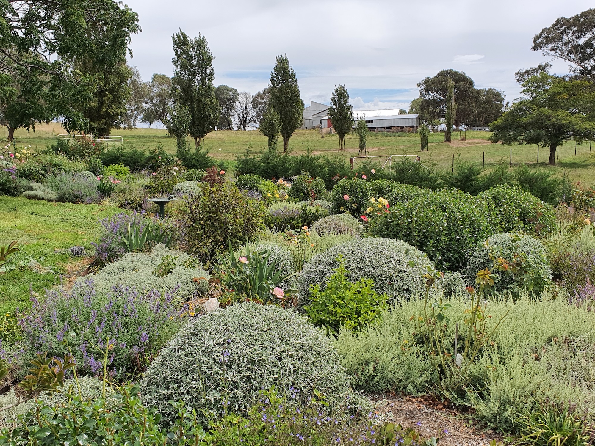 Mediterranean-style planting with clipped mounds and open space