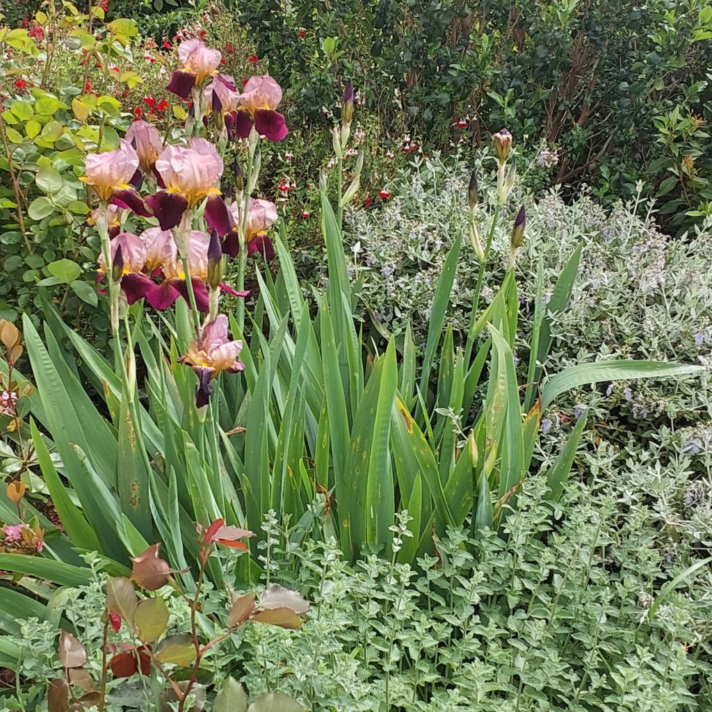 Orchid-like pink flowers among foliage in spring garden bed