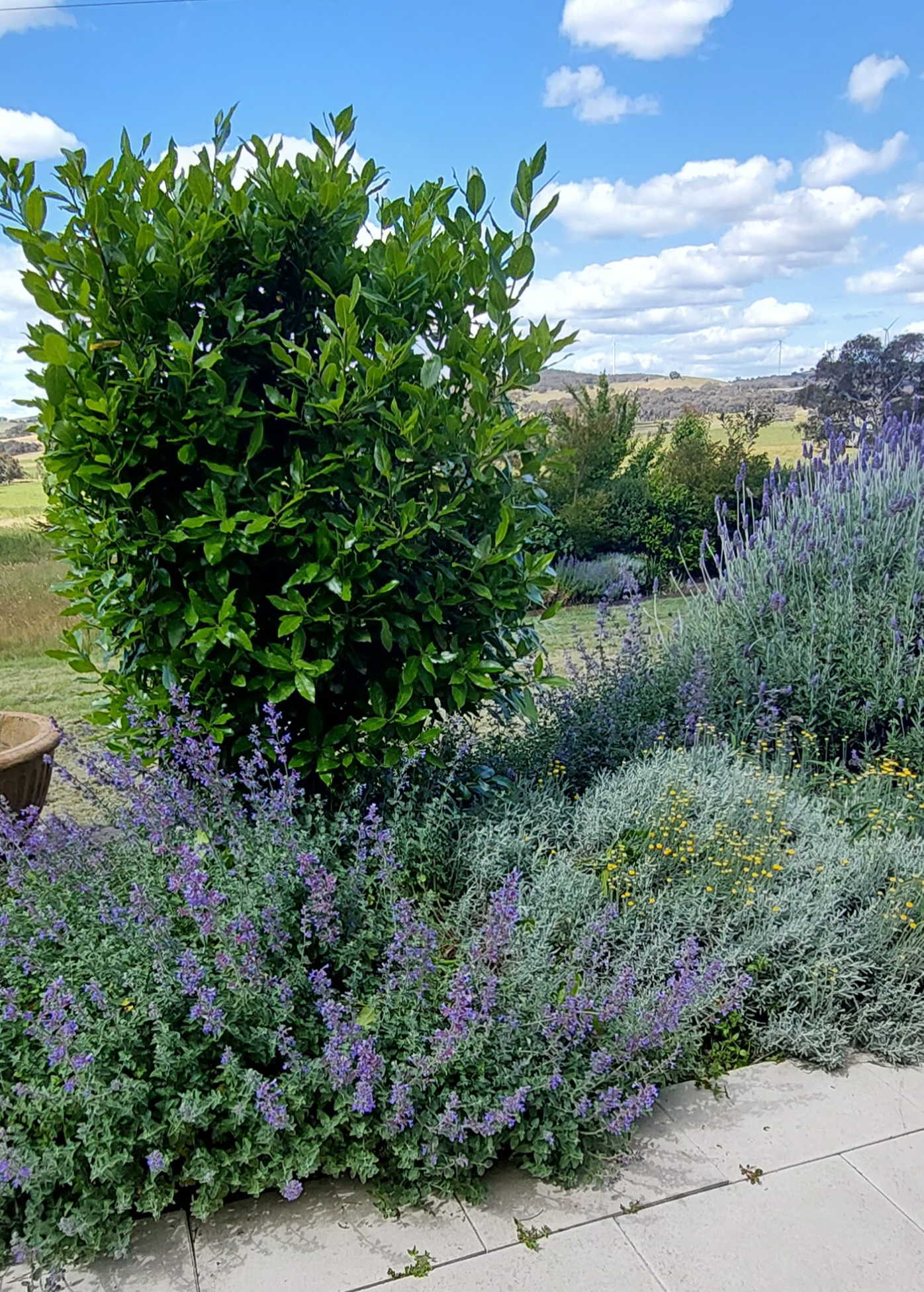 Formal evergreen shrub with upright structure in rural garden