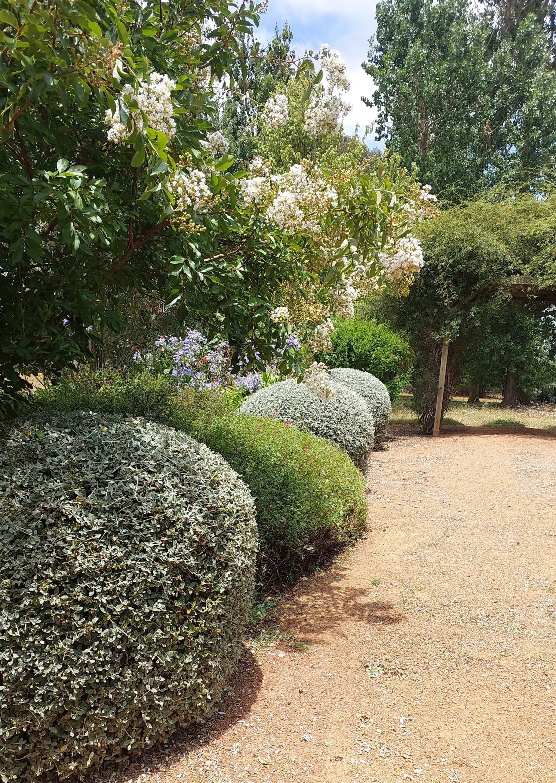 Flowering tree with white blooms in lush green garden