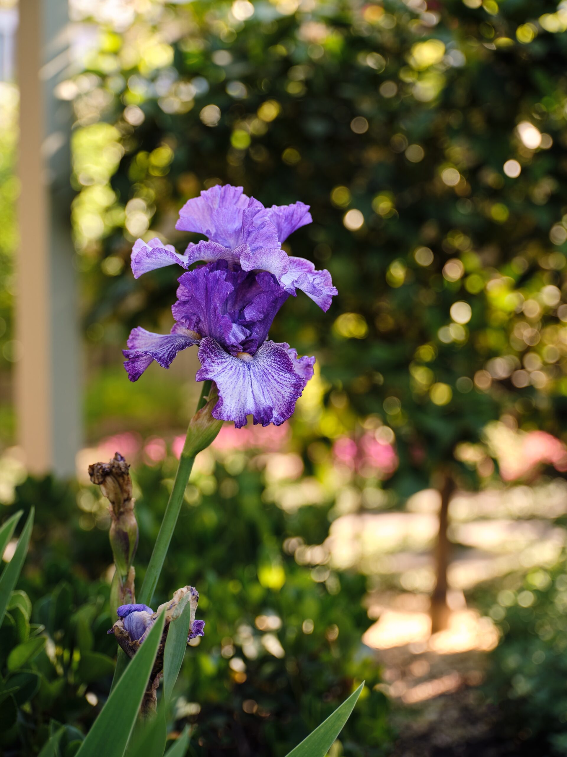 Caroline Hyett X Sage Journal - Queen Anne Garden