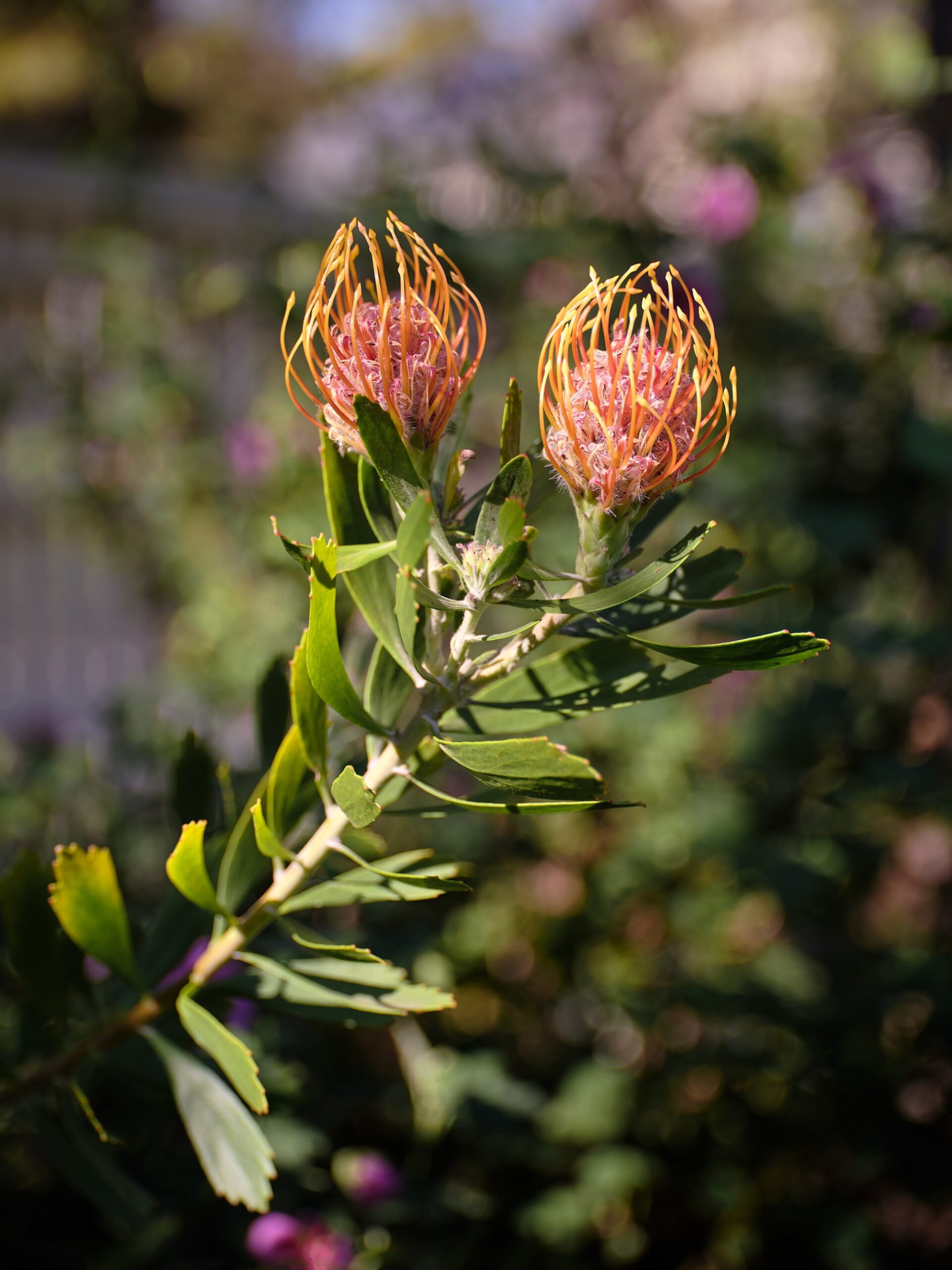 Caroline Hyett X Sage Journal - Queen Anne Garden