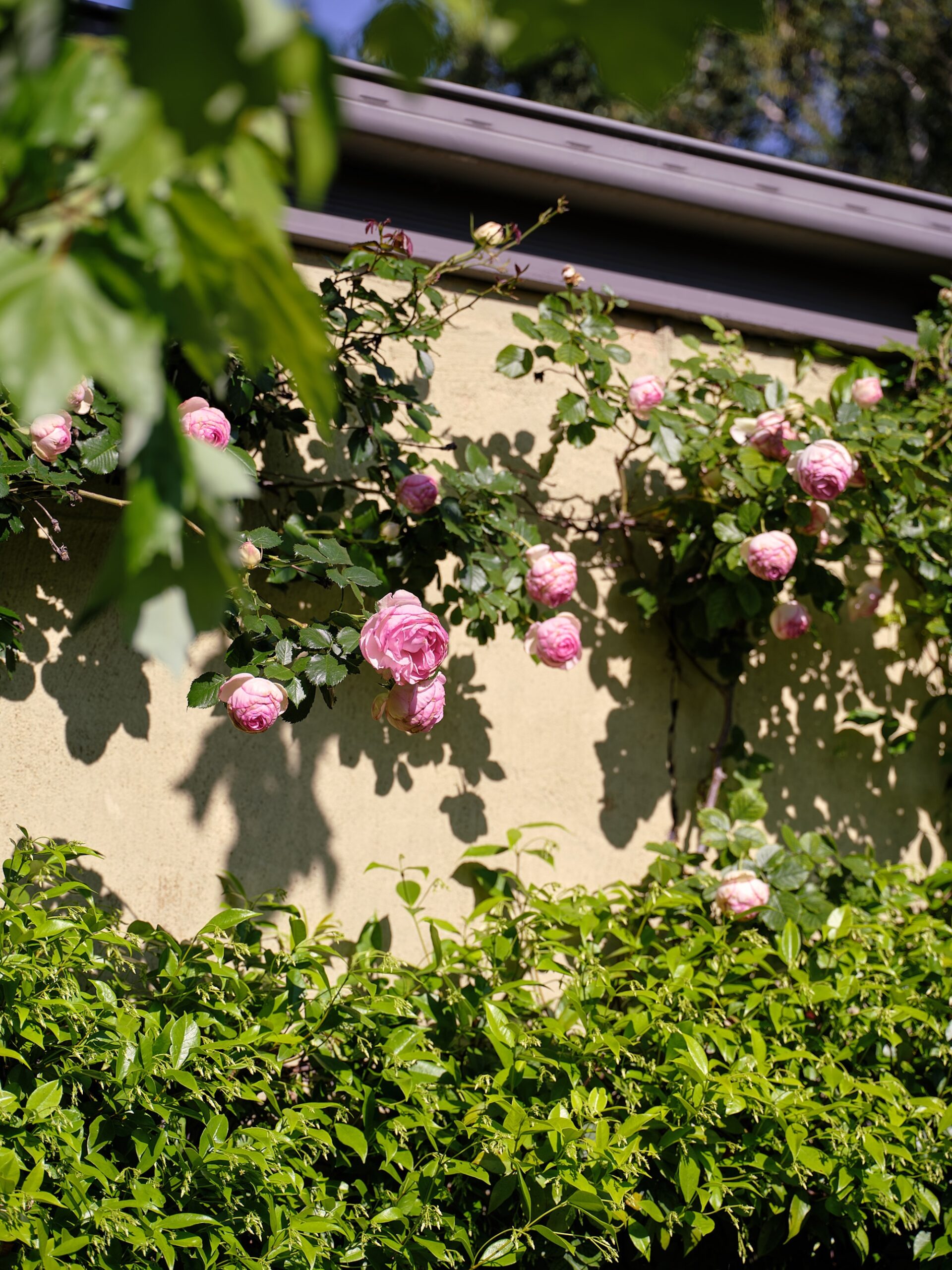Caroline Hyett X Sage Journal - Queen Anne Garden