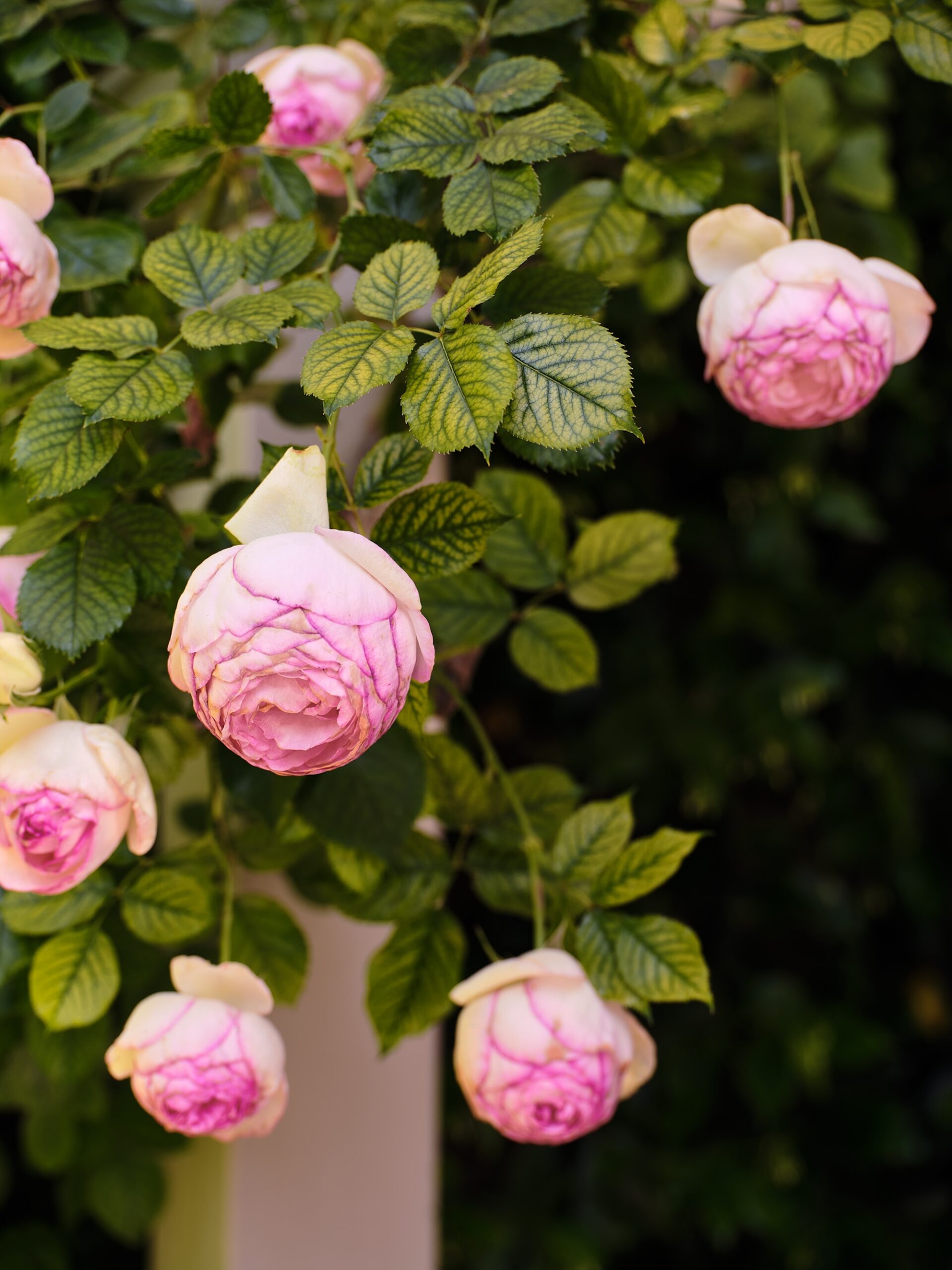 Caroline Hyett X Sage Journal - Queen Anne Garden