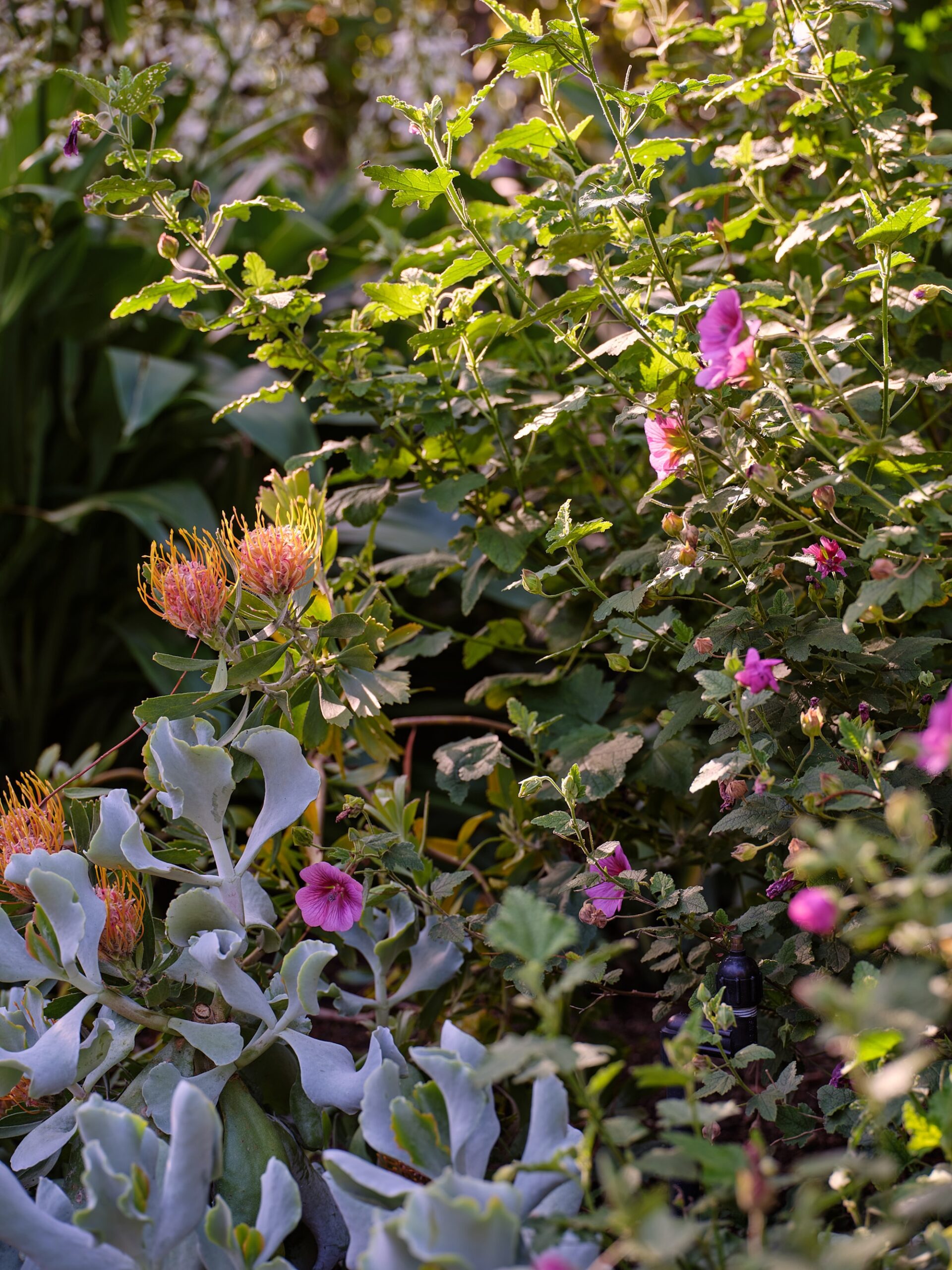 Caroline Hyett X Sage Journal - Queen Anne Garden