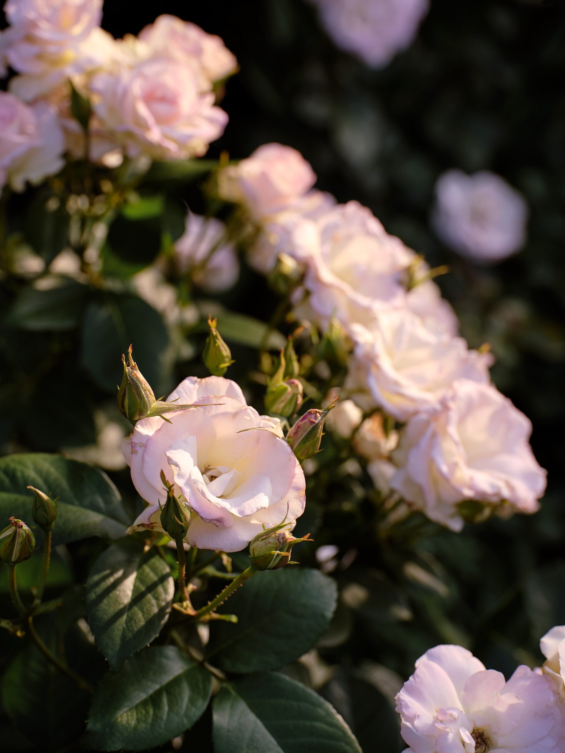 Caroline Hyett X Sage Journal - Queen Anne Garden