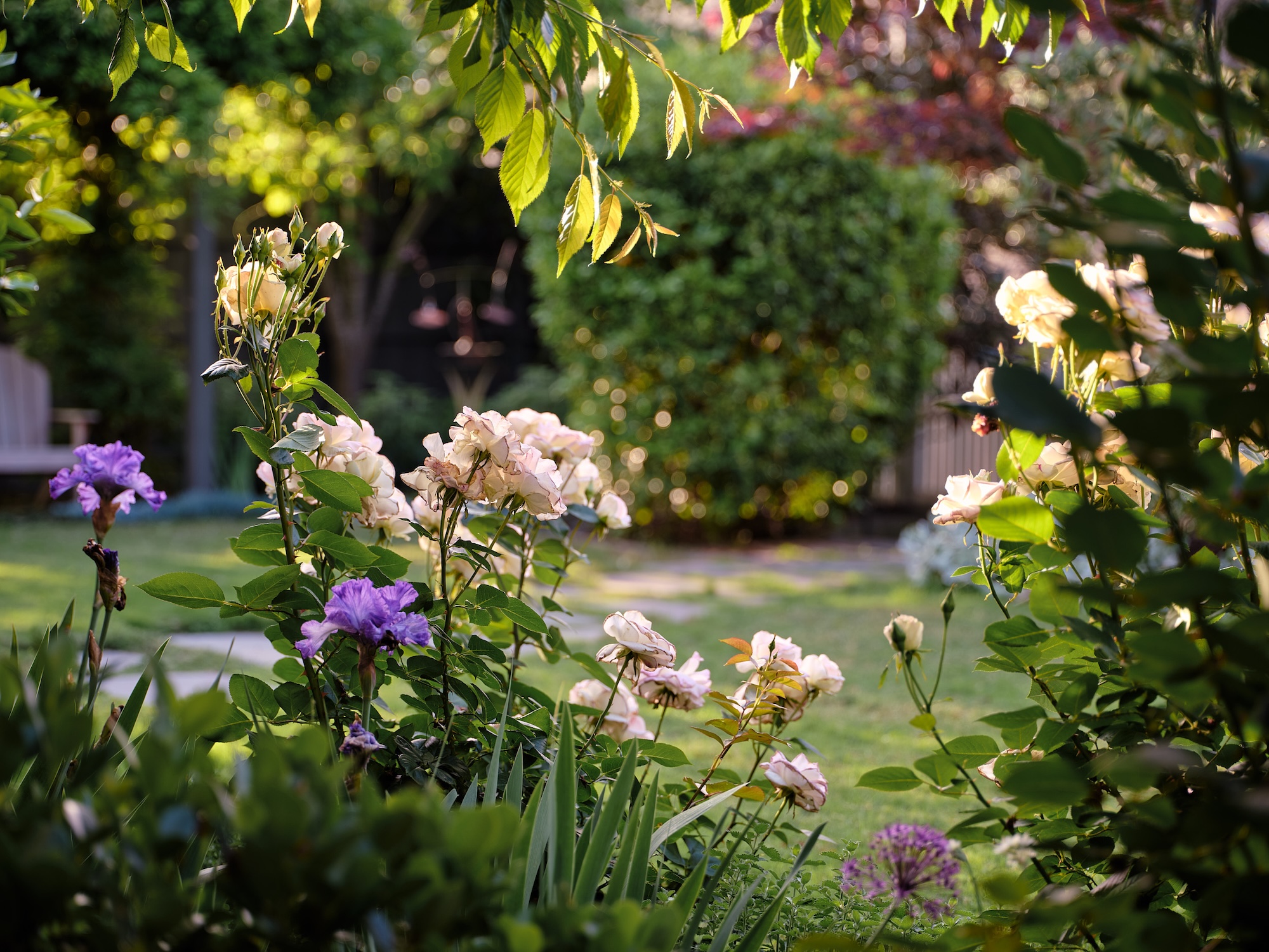 Caroline Hyett X Sage Journal - Queen Anne Garden