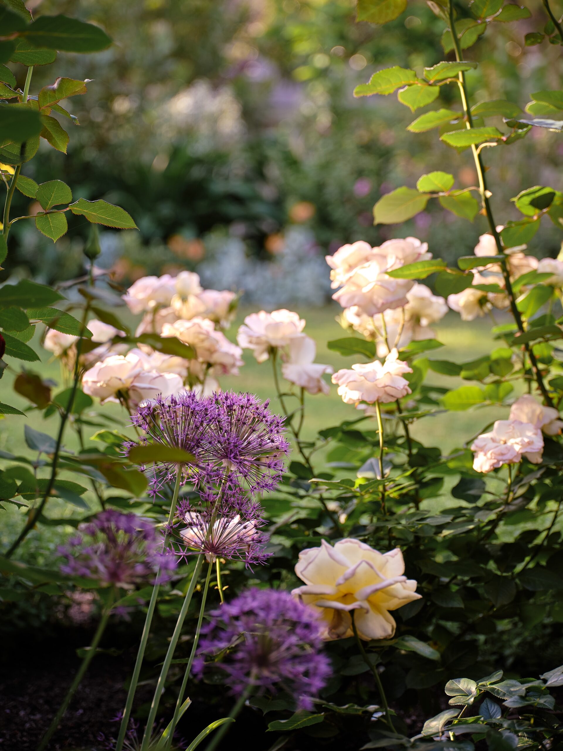 Caroline Hyett X Sage Journal - Queen Anne Garden