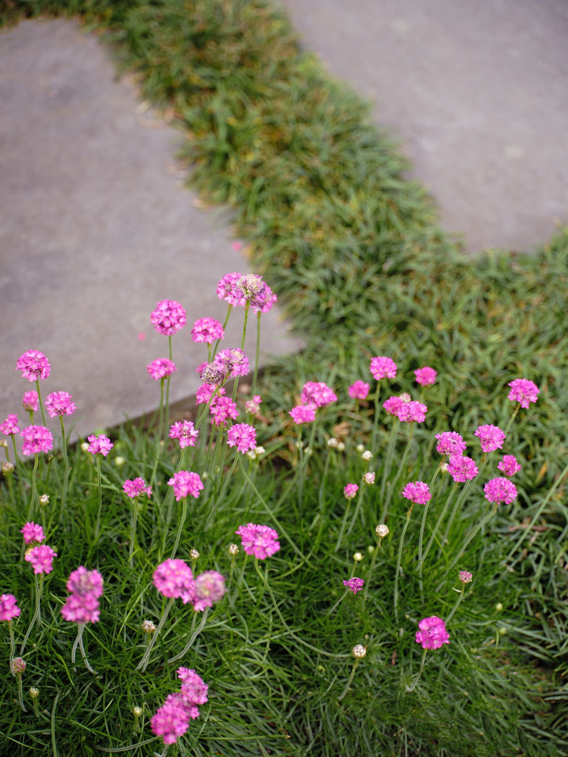 Caroline Hyett X Sage Journal - Queen Anne Garden