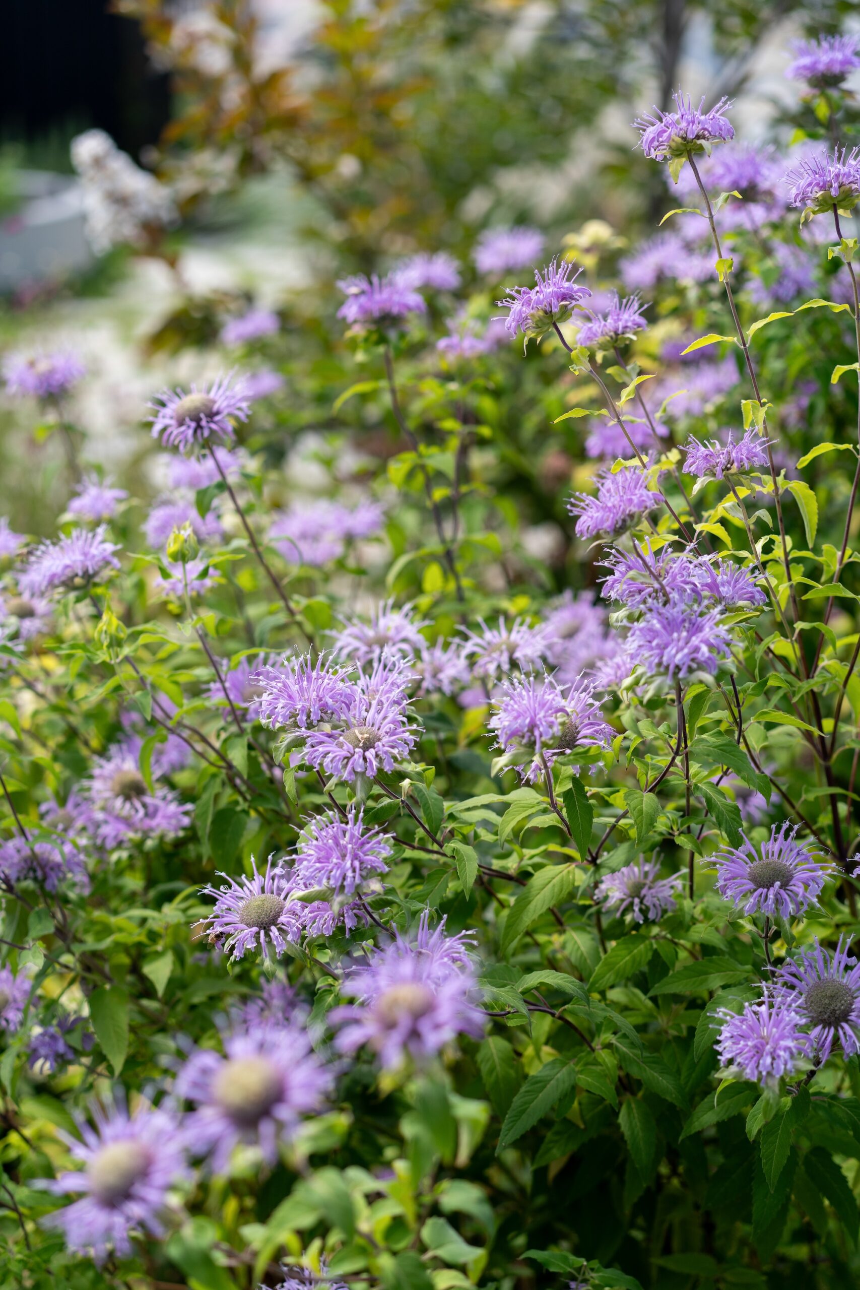 Andy Murray Landscape Design X Sage Journal - Preston