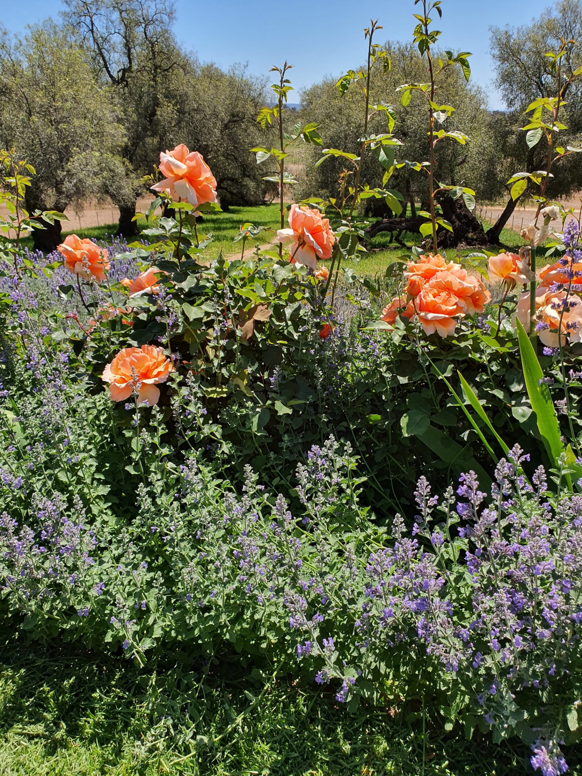 Peach roses and wildflowers in a densely planted cottage border