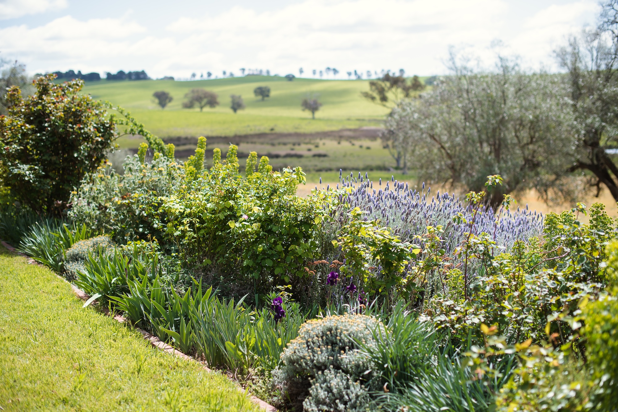 Rolling landscape with flowering meadow in foreground and hills beyond