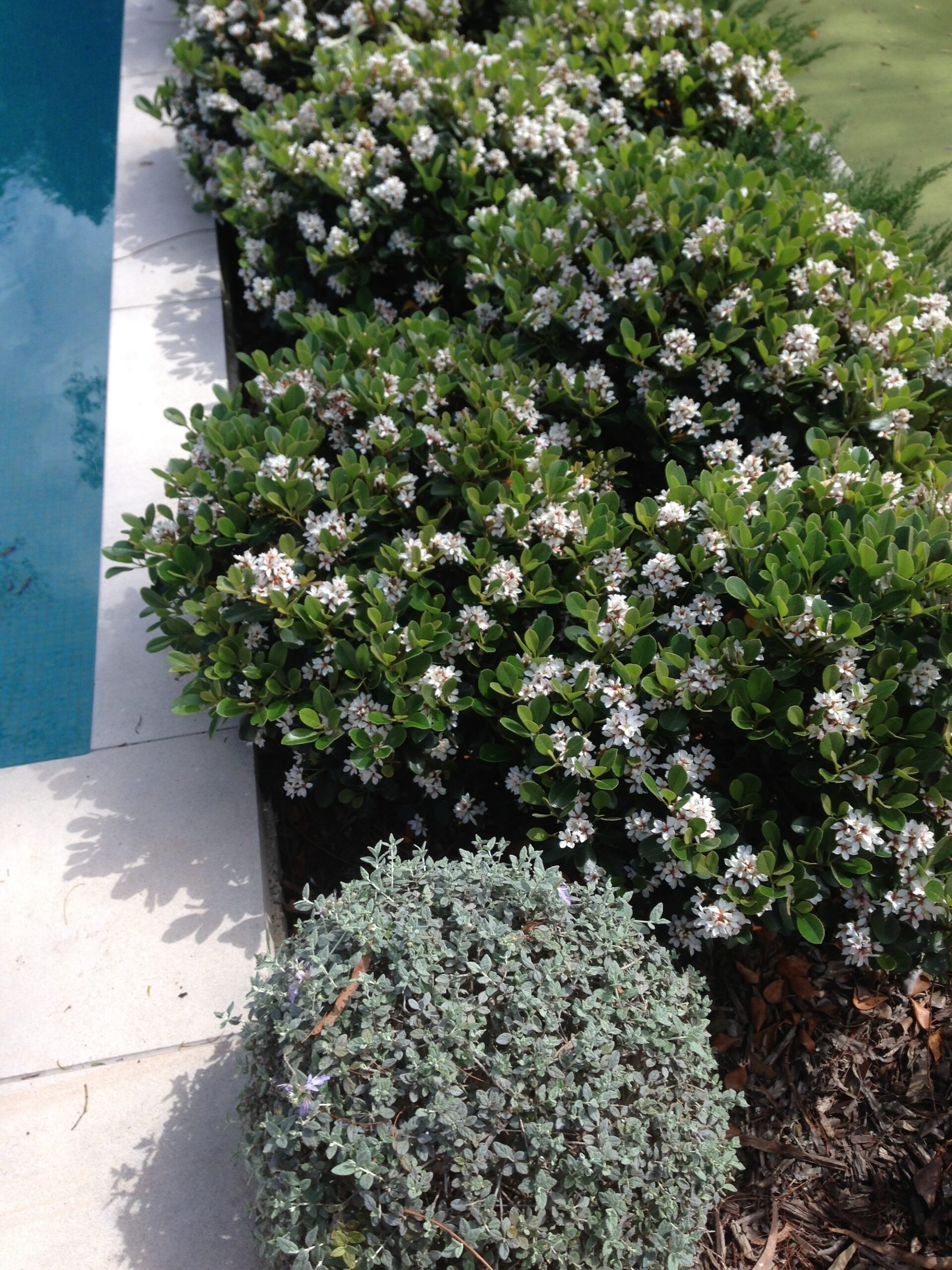 Dense white flowering shrub in container by poolside