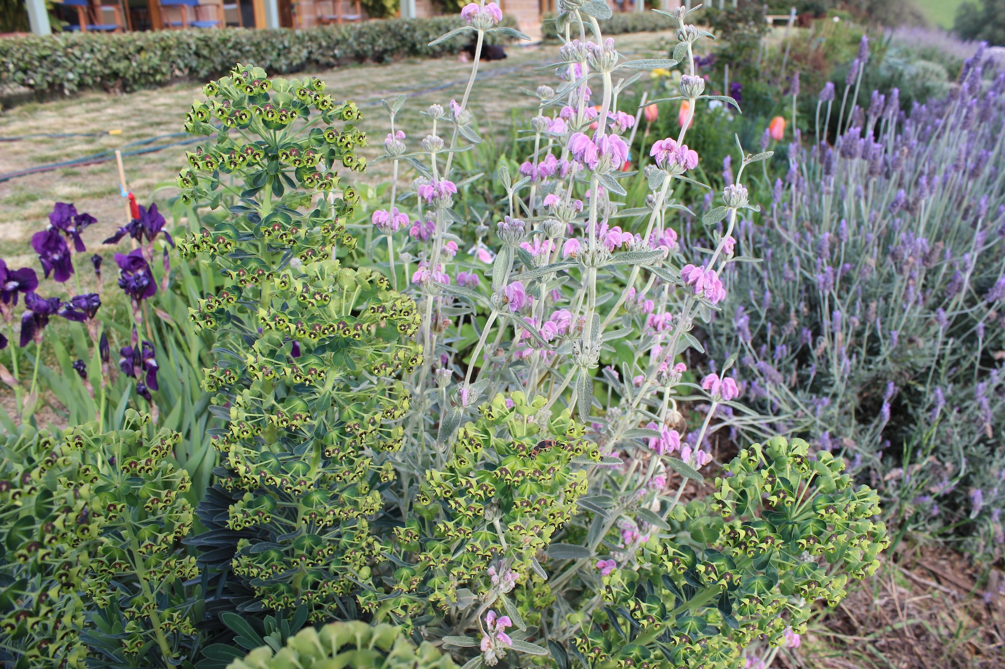 Soft purple and silver plants in summer flowering garden