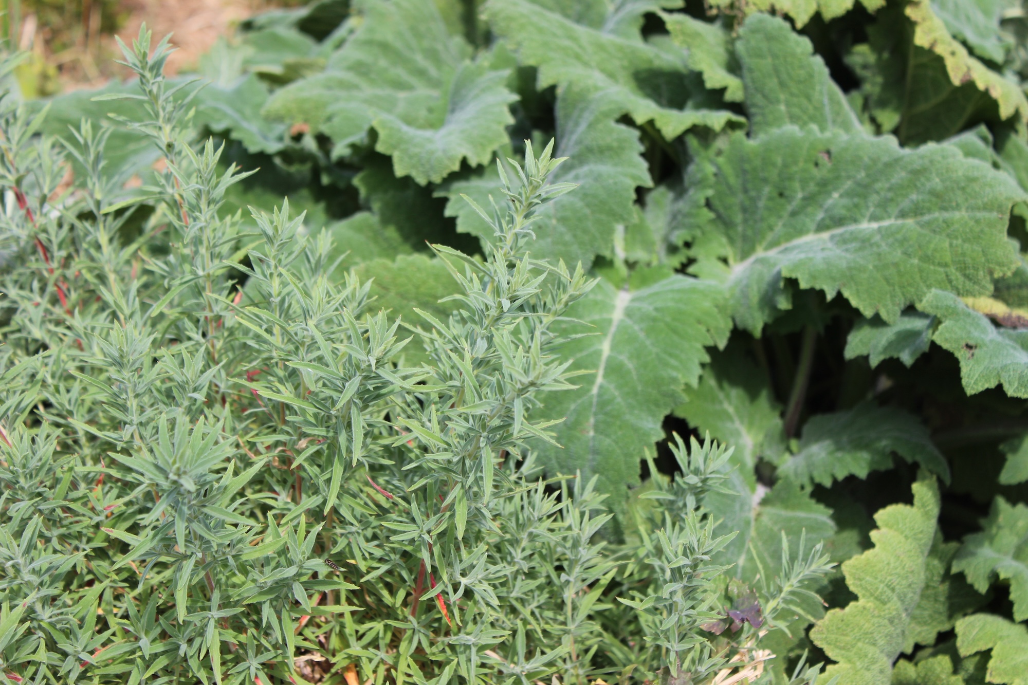 Foliage close-up showing soft green textures and leaf detail