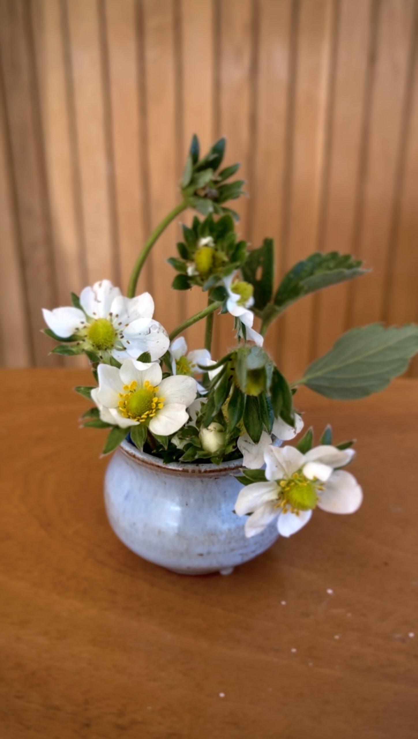 White Hellebores in rustic vase Beautiful white hellebore flowers and greenery styled in a simple, rustic blue vase