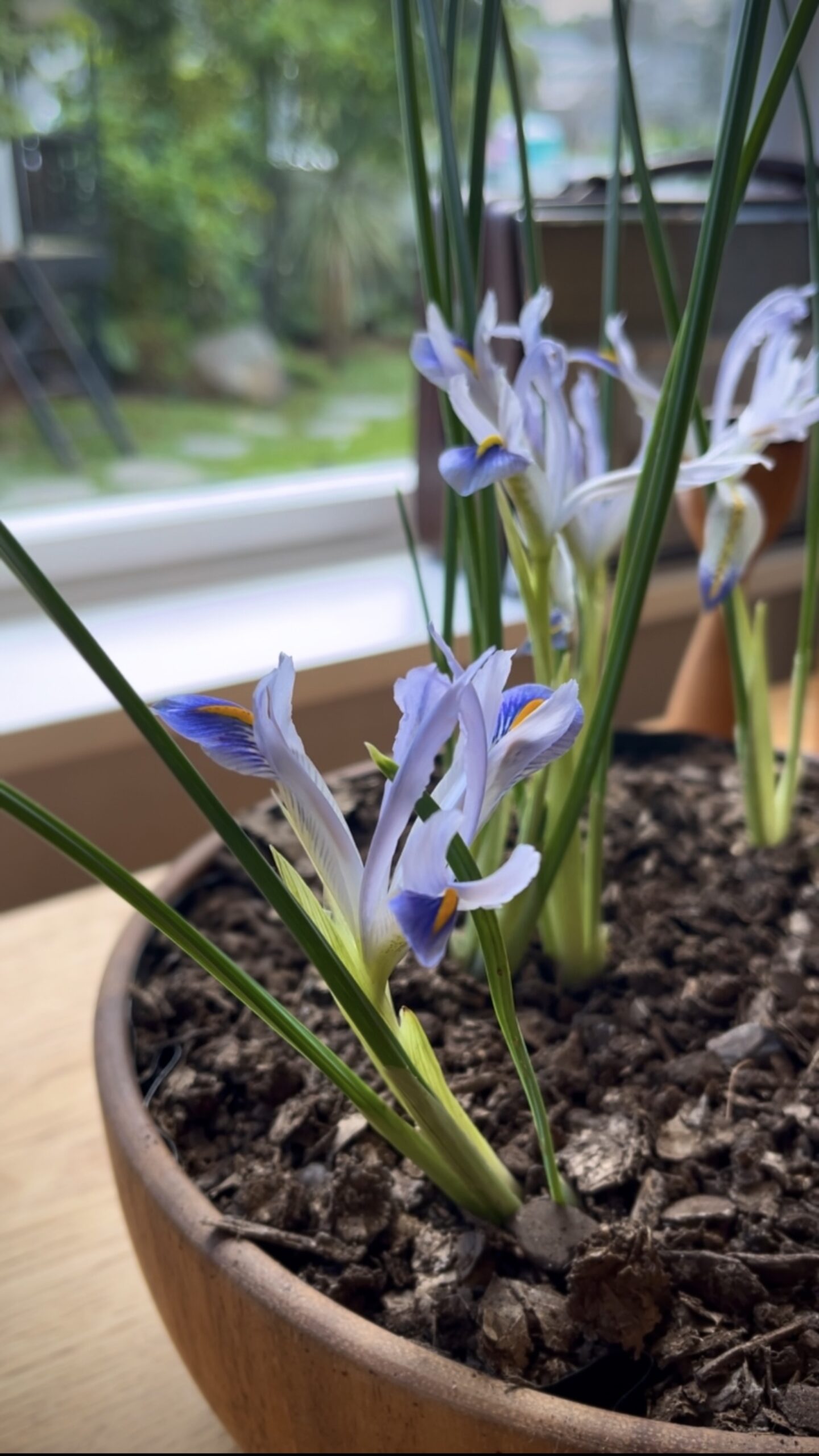 Purple Iris planter close up : A wooden planter bowl with iris flowers, captured by a sunny window