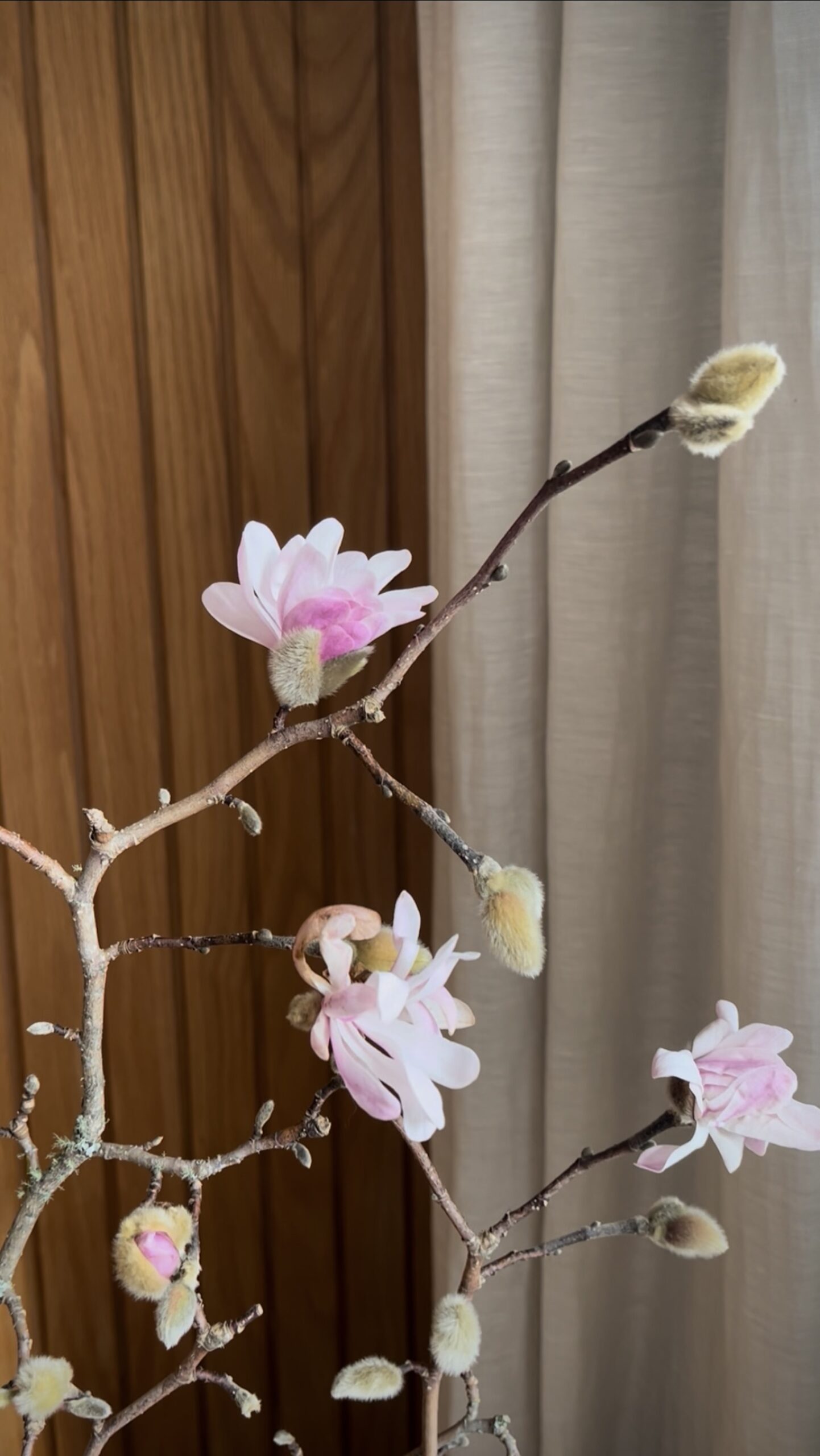 Magnolia branches Light pink magnolia flowers on a branch arranged in a ceramic vase by a curtain.