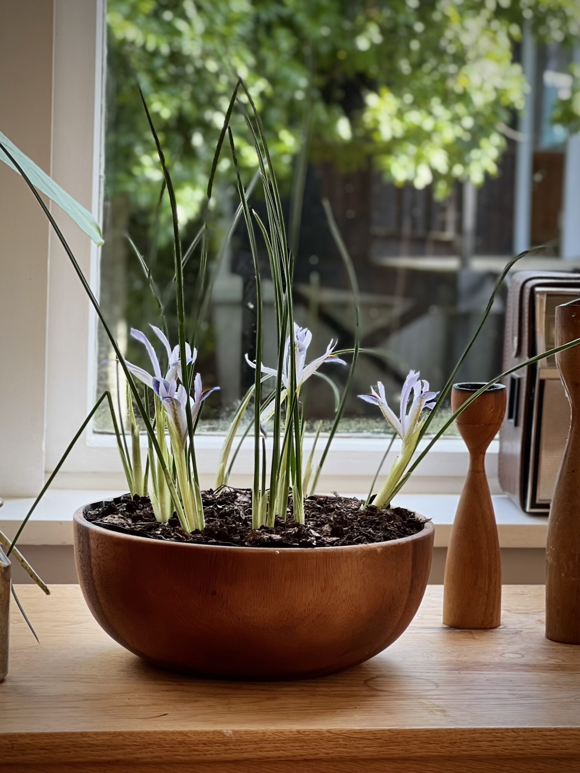 Iris blooms in wooden bowl Purple iris flowers growing in a round wooden planter on a sunny windowsill.