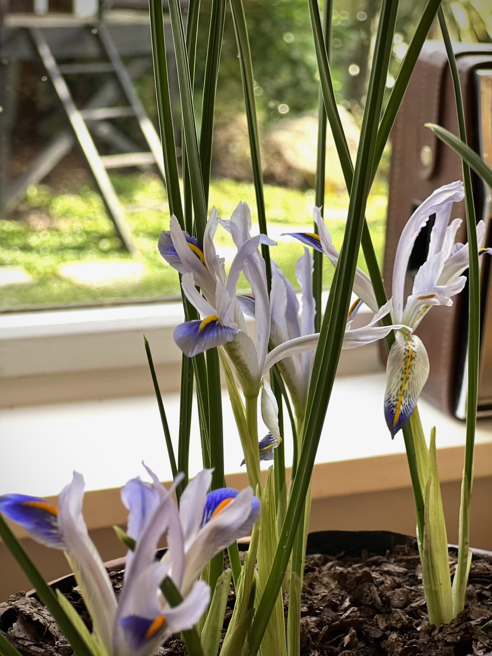 Indoor iris in bloom Close-up of delicate purple iris flowers growing in a bright indoor planter