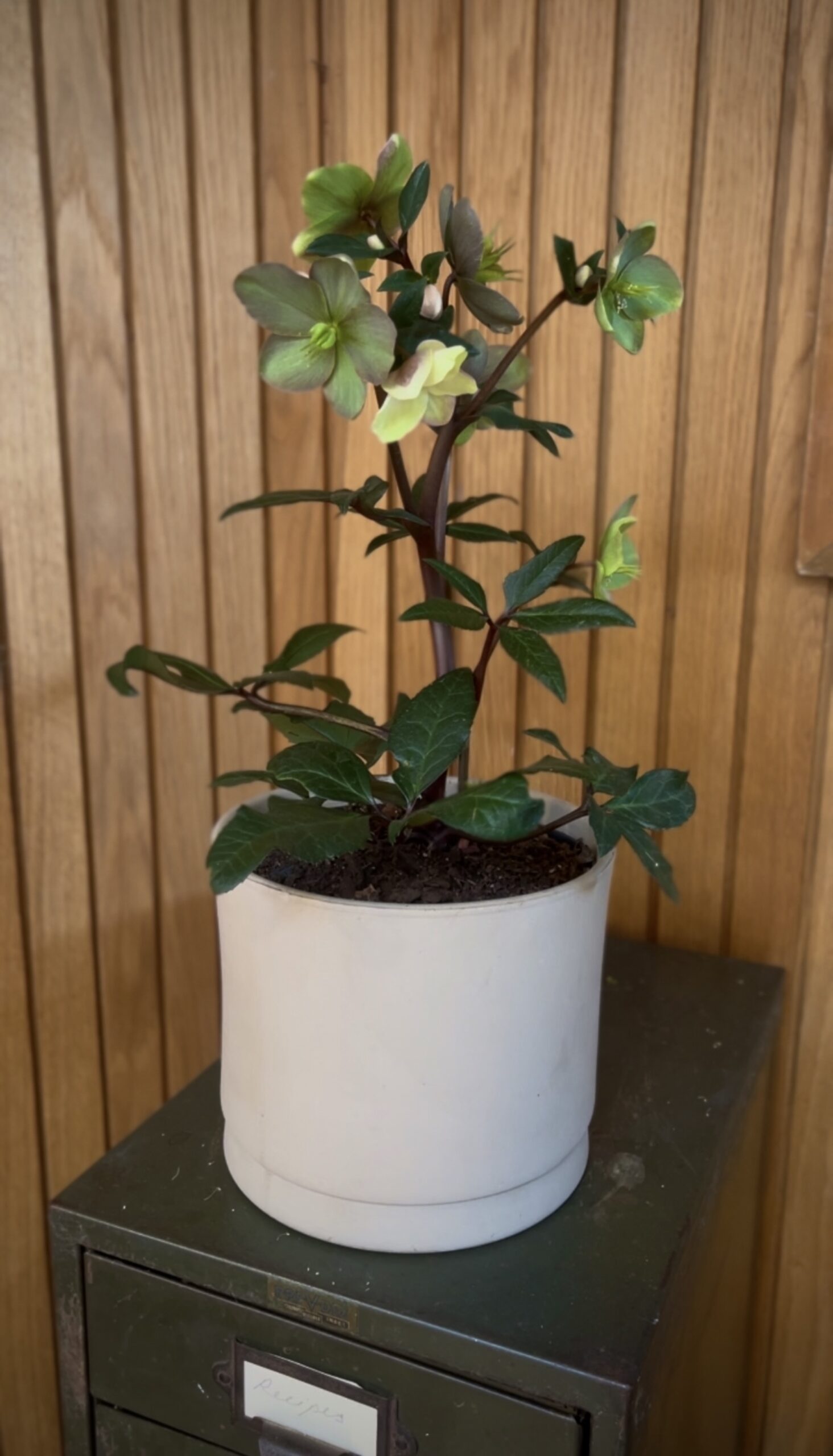 Potted Hellebore Indoors Elegant hellebore plant in a white ceramic pot, placed indoors with a wooden wall backdrop.