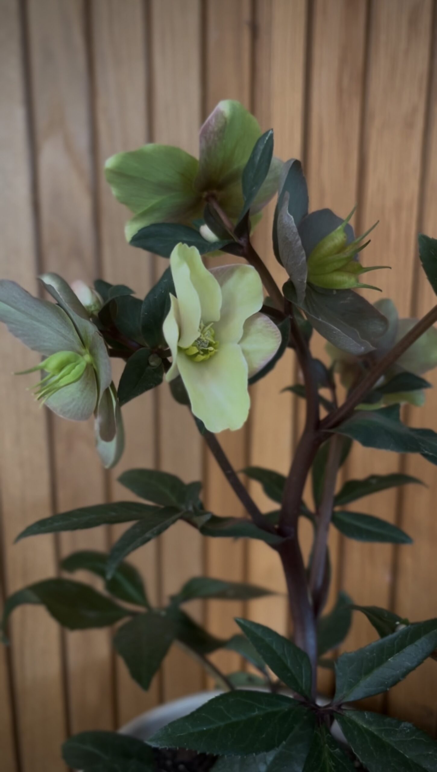 Indoor Hellebore with green tones Green hellebore plant with fresh blooms in a modern indoor setting