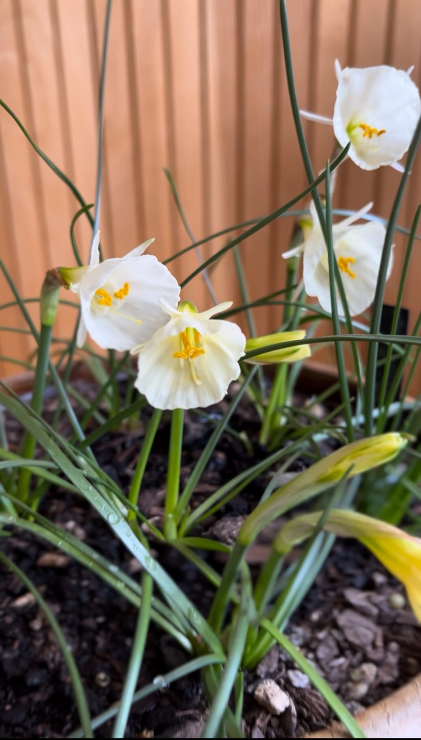 Daffodils in indoor planter White and yellow daffodils blooming indoors in a small brown pot.