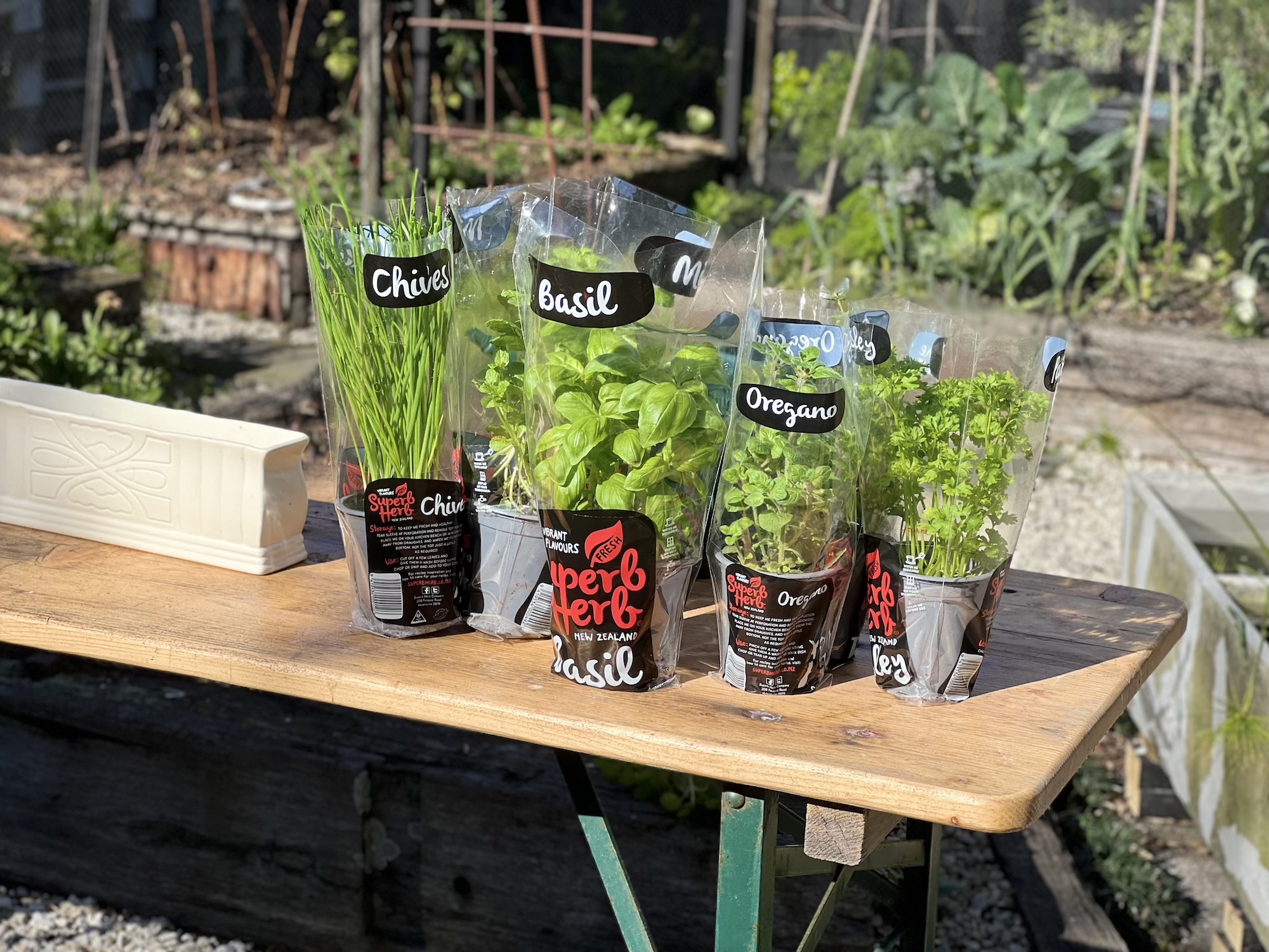 Outdoor display of herbs to be potted Fresh basil, oregano, chives, and parsley in pots on a table in a home vegetable garden.