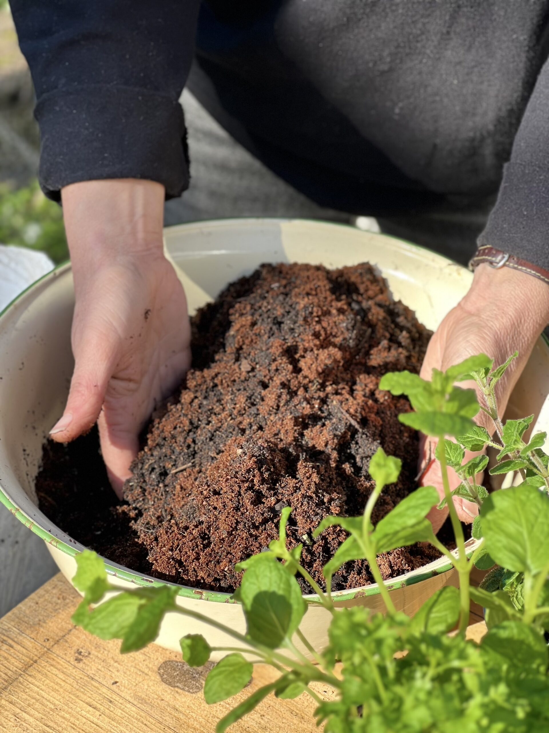 Mixing soil for herb planter Hands mixing fresh potting soil and herbs in a bowl for an indoor herb garden project.