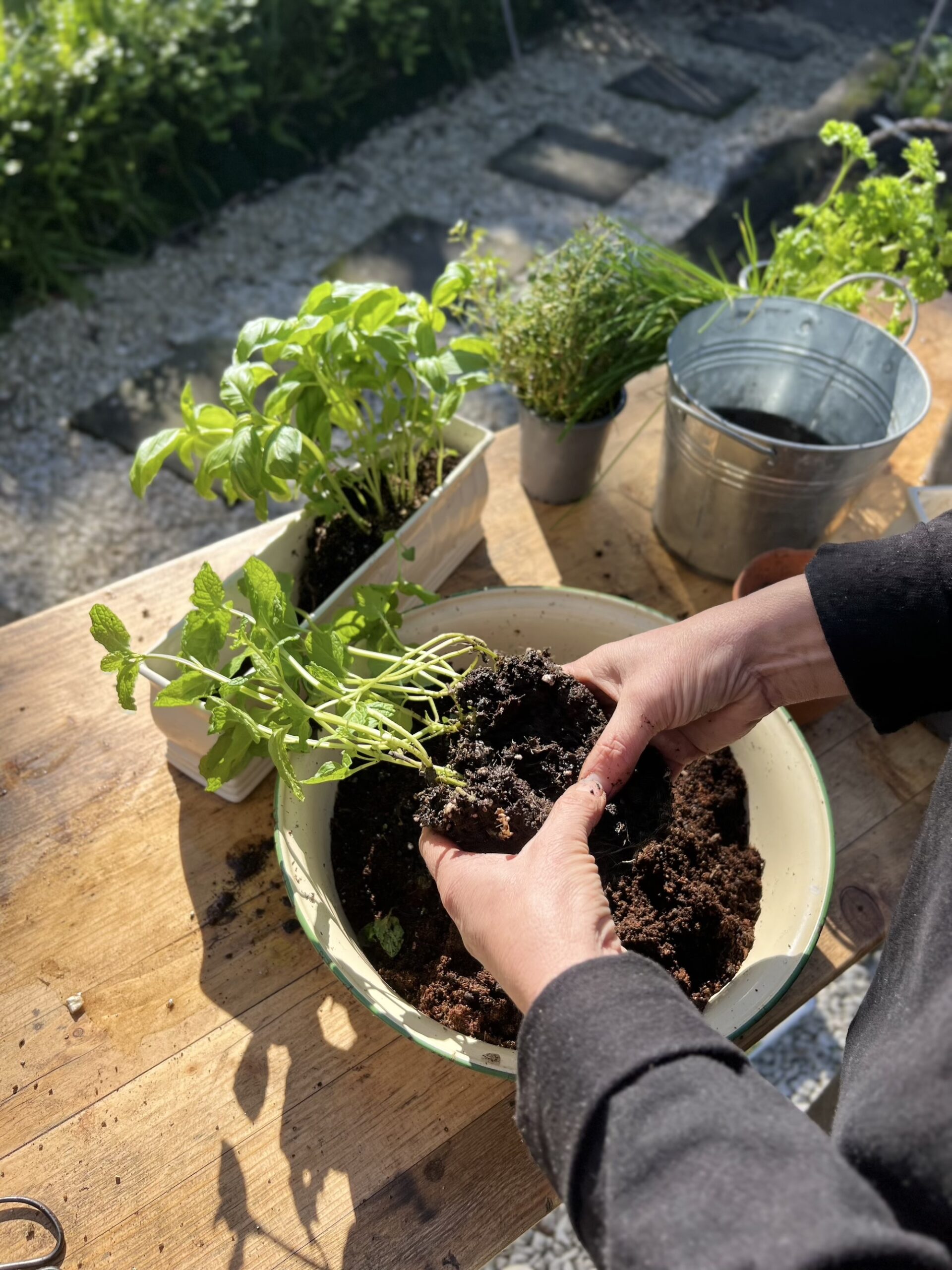 Process of transplanting herbs Close-up of herb transplantation process on a rustic outdoor table.