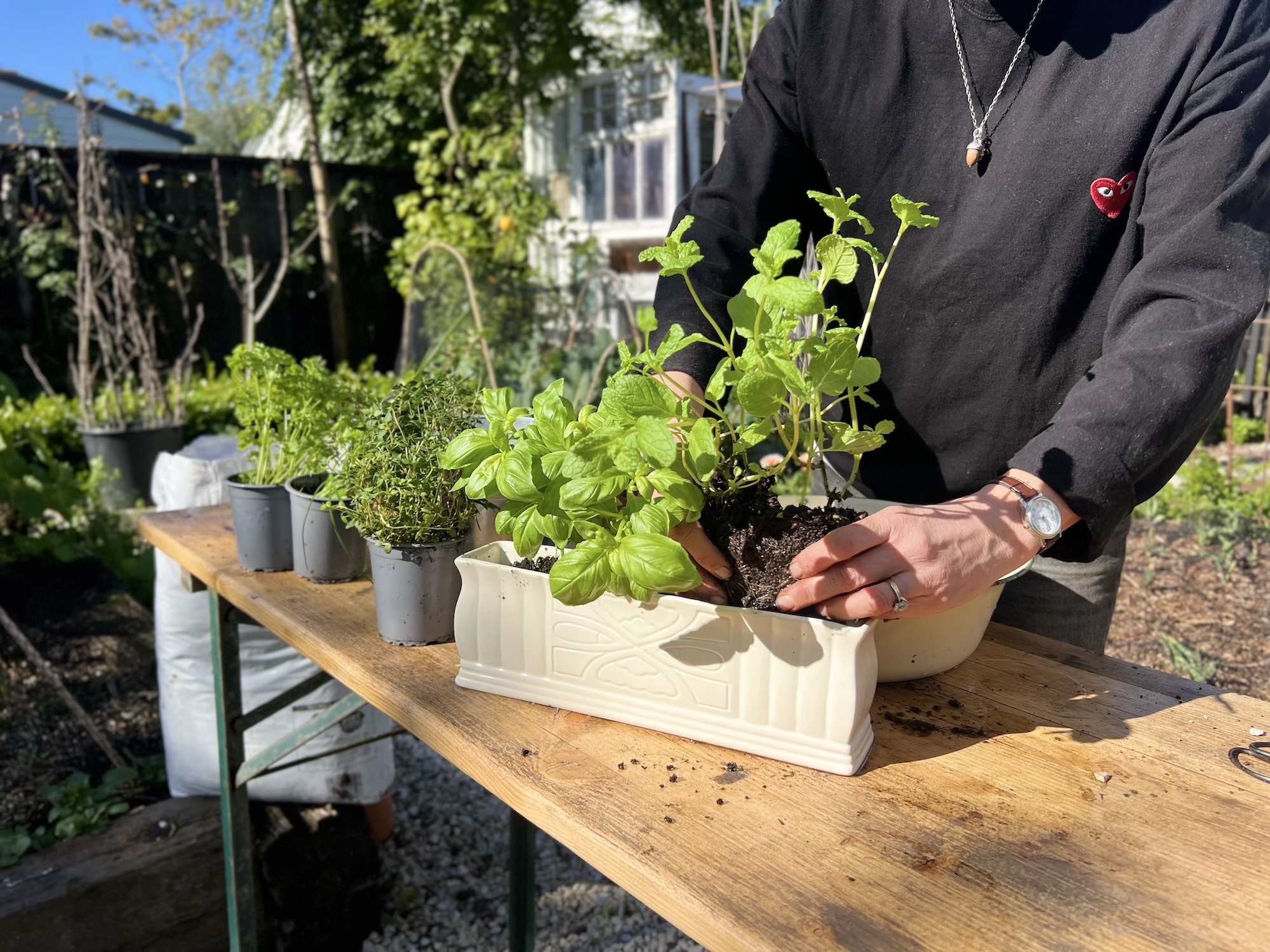 Gardener transplanting herbs into a white planter box in a lush backyard garden setting.