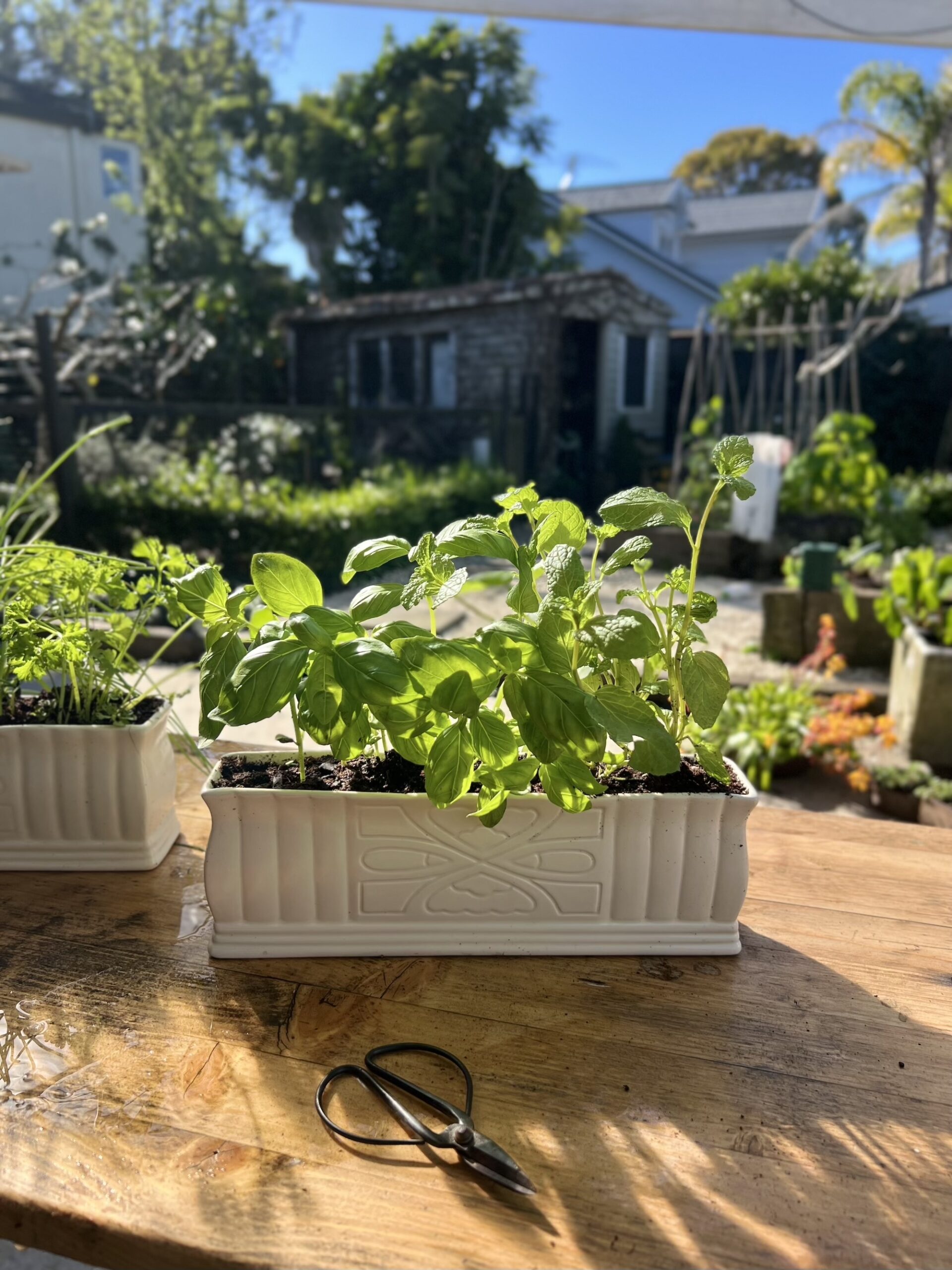 Potted herb garden Dual herb planters basking in sunlight on a wooden table with a garden in the background