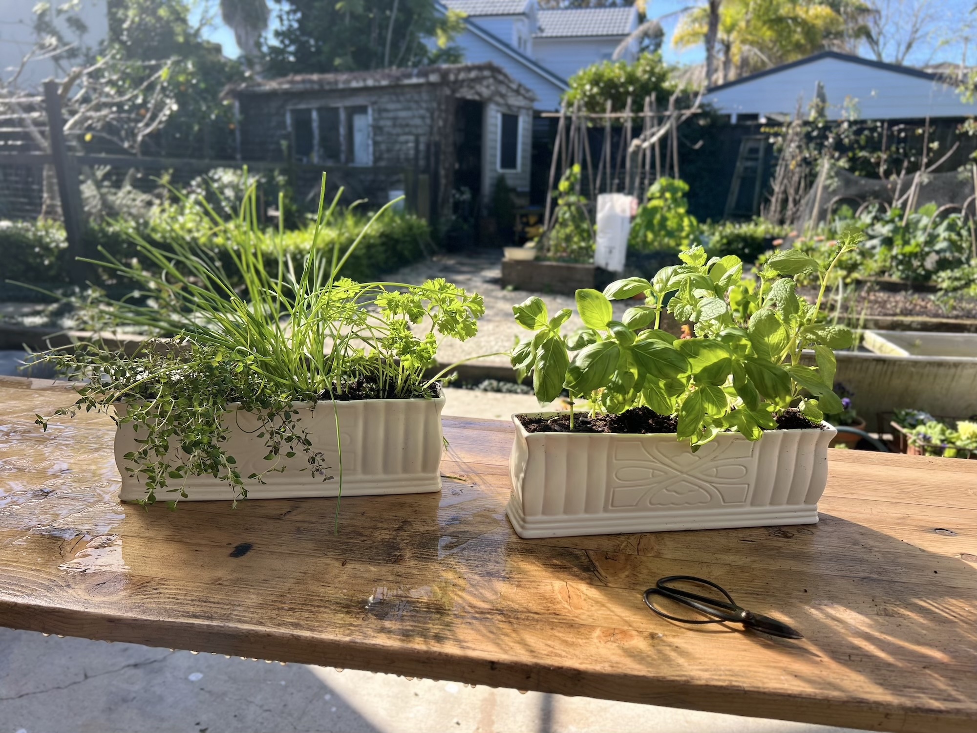 Sunny garden with fresh herb planter Vibrant herb planters on a wooden outdoor table with a lush garden and home in the background.