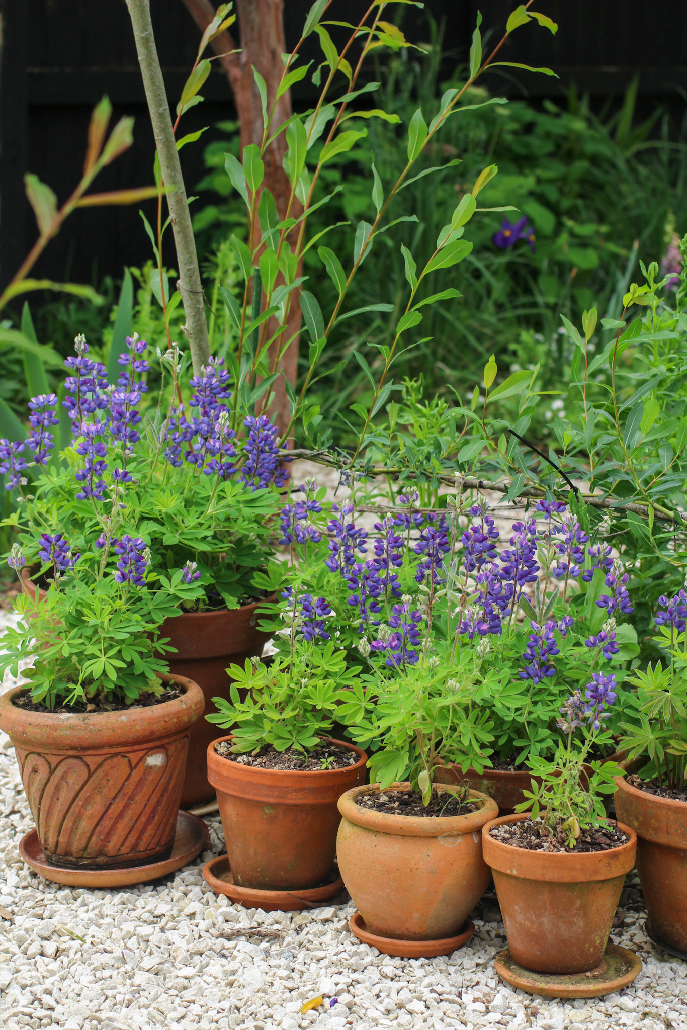 Lupins growing in outdoor pots