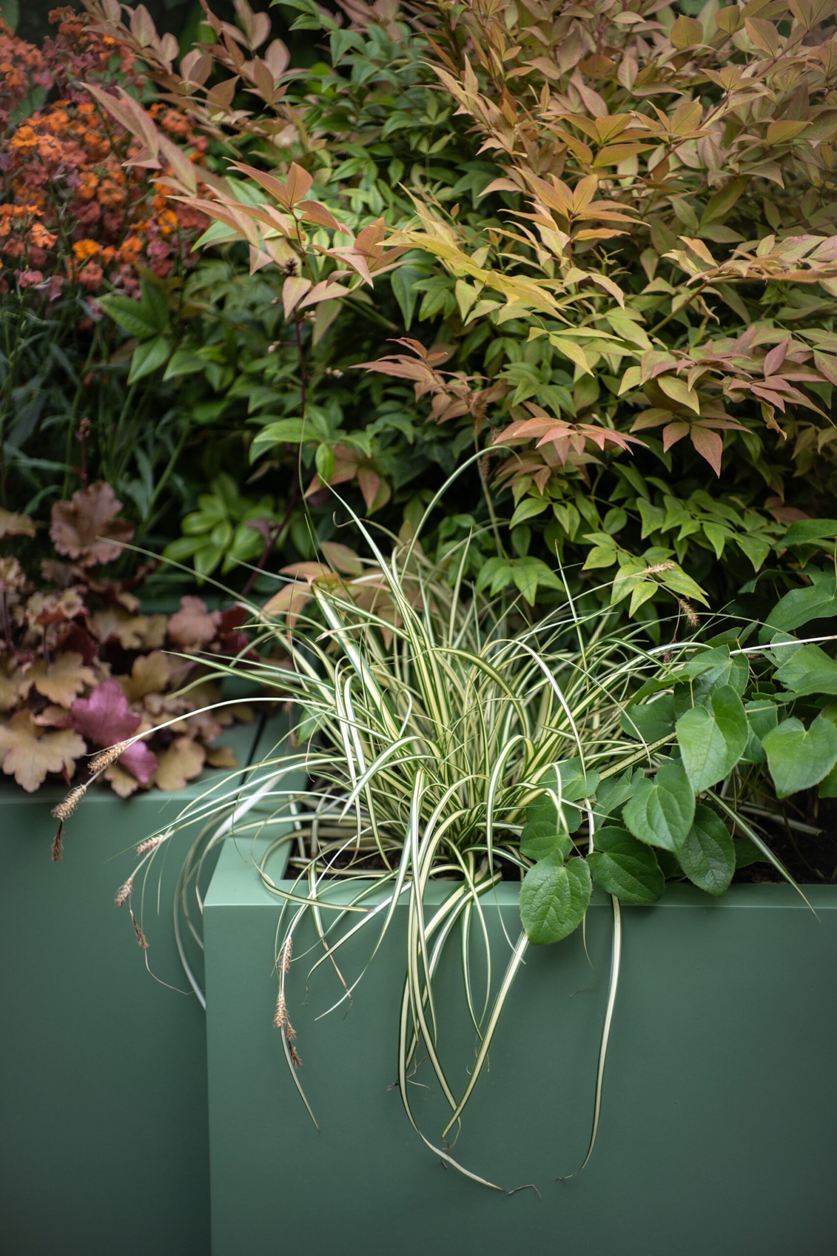 Evergreen planting in front of soft green painted planter wall