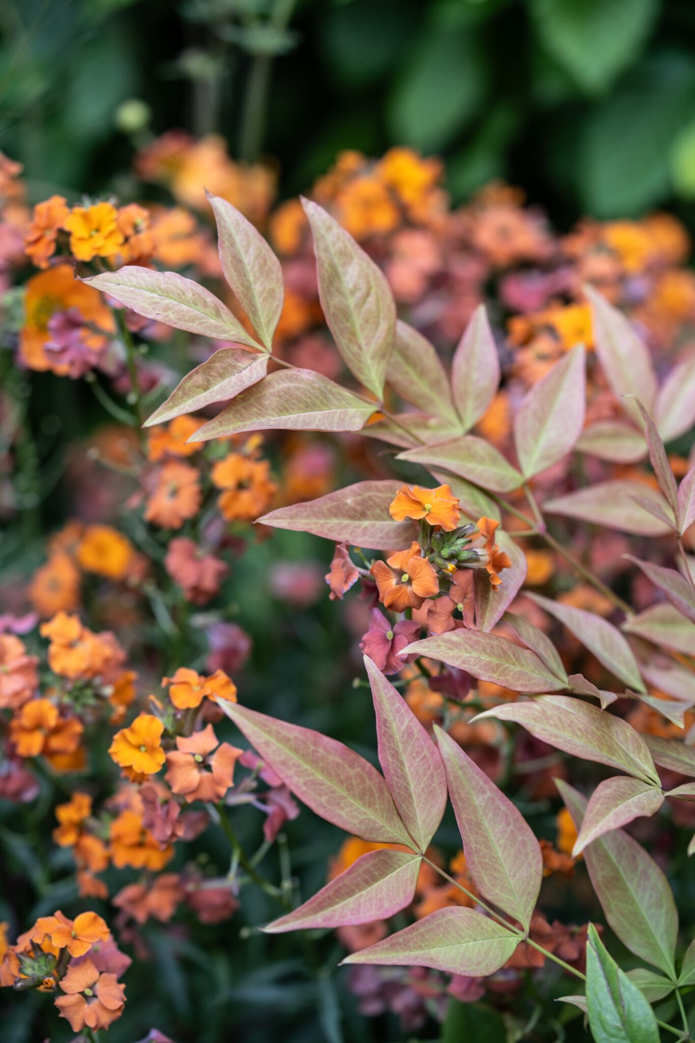 Exploring the psychology of colour | A Peace of Mind garden at Chelsea ...