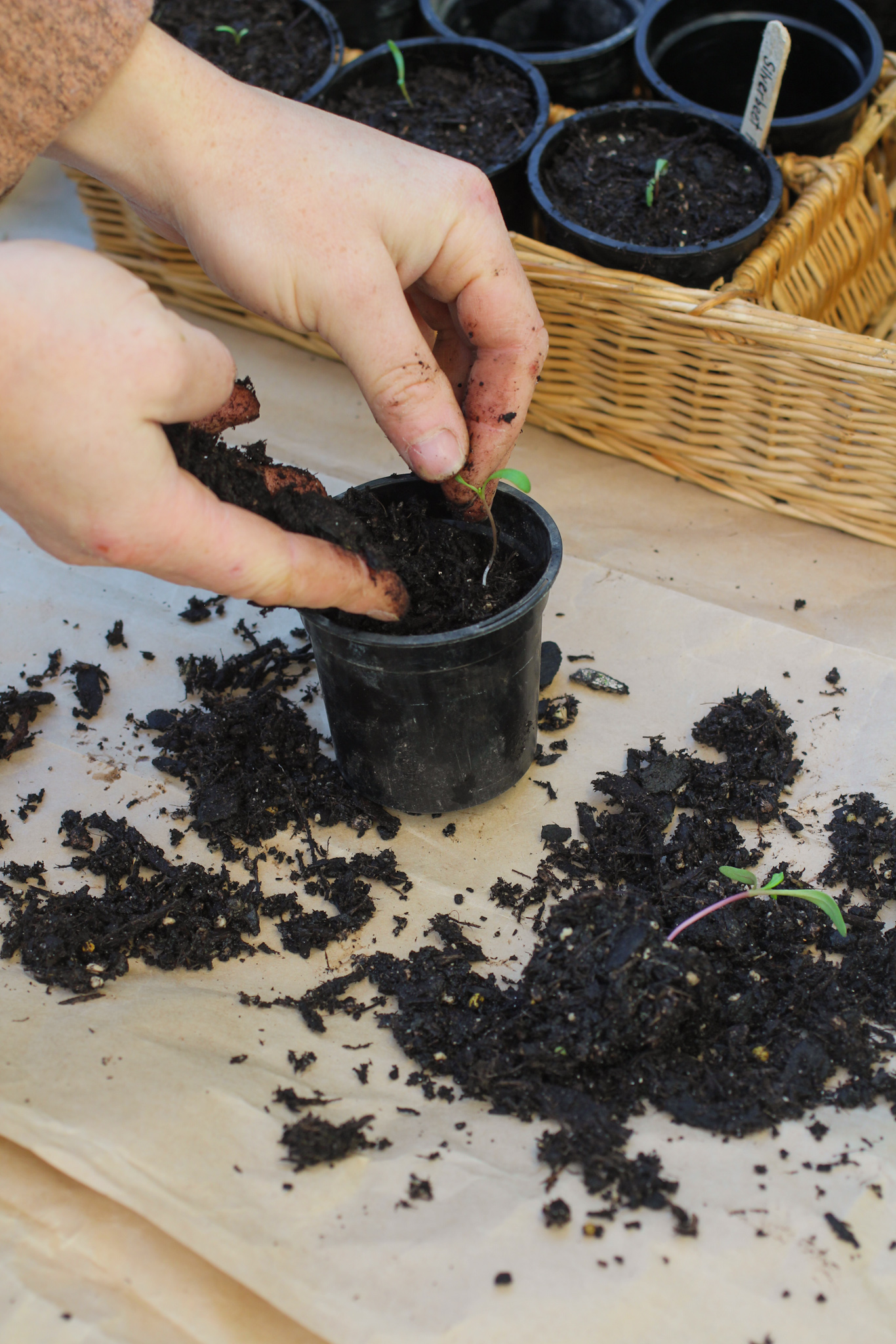 Potting mix can also be used for raising seedlings