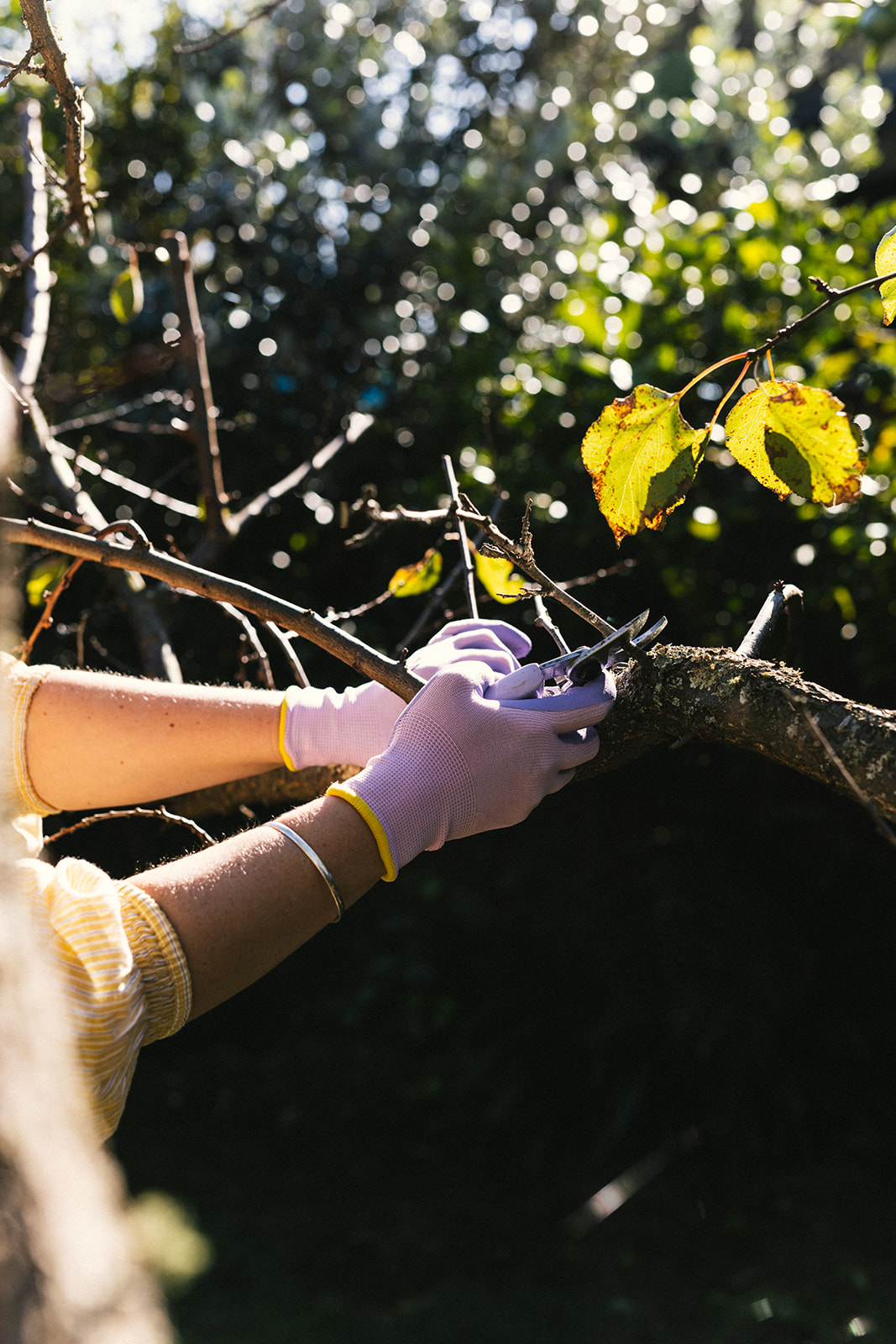 Pruning your fruit trees - Sage Journal X PICKY Pruning your fruit trees - Sage Journal X PICKY