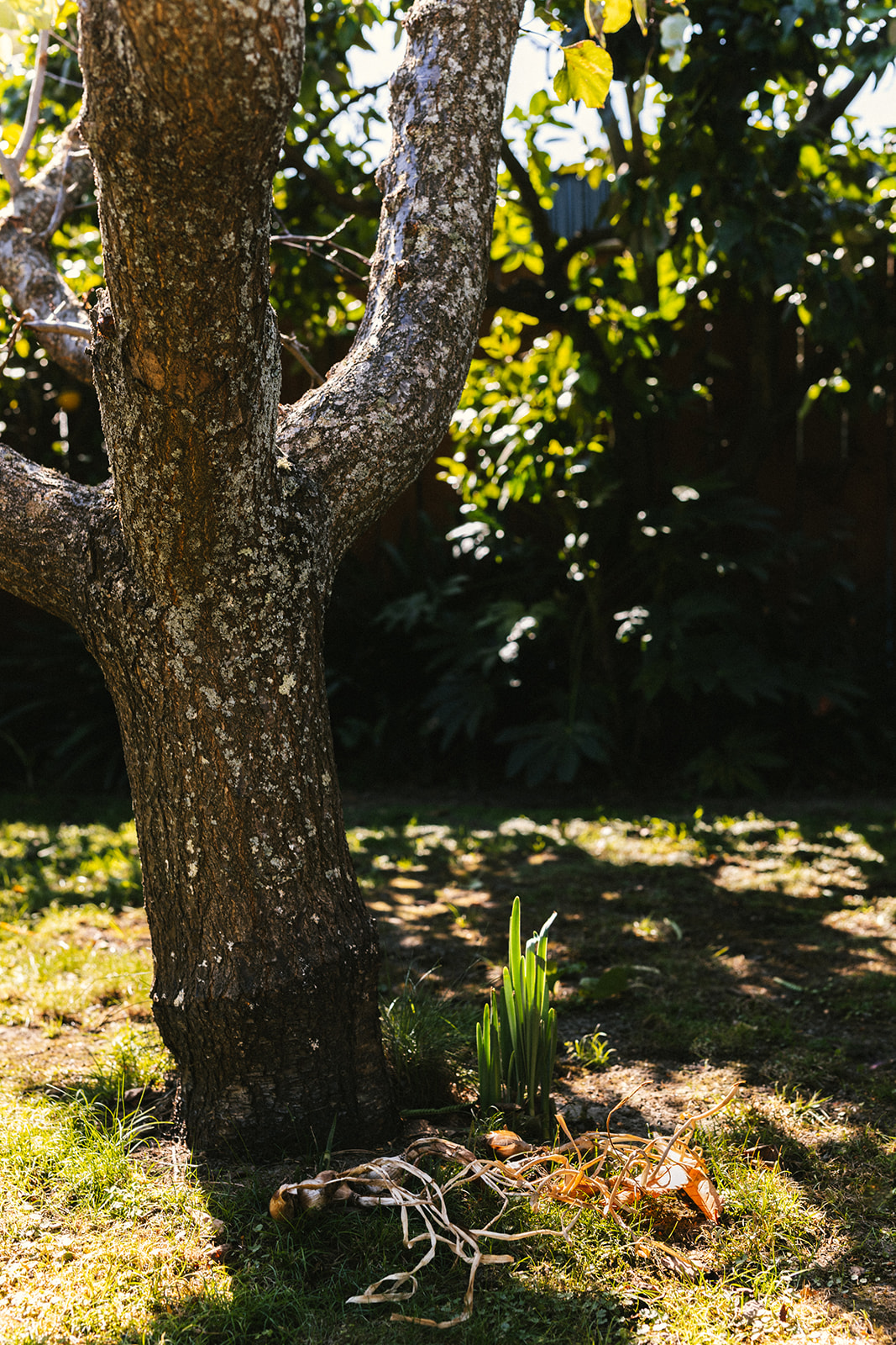 Sage Journal X PICKY Planting fruit trees