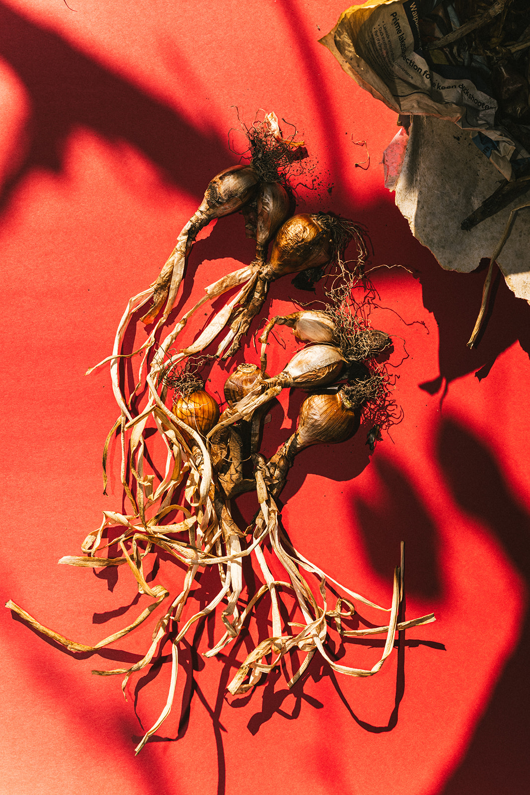 Underplanting your fruit trees