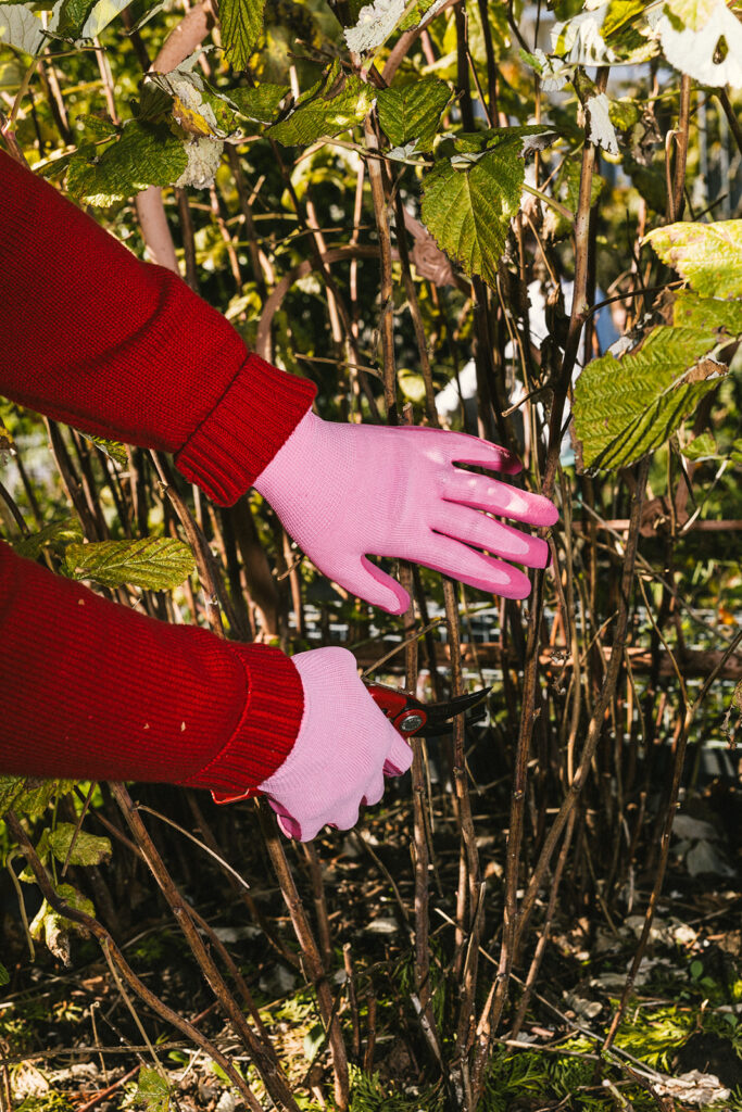 Pruning berries and brambles - Sage Journal X PICKY