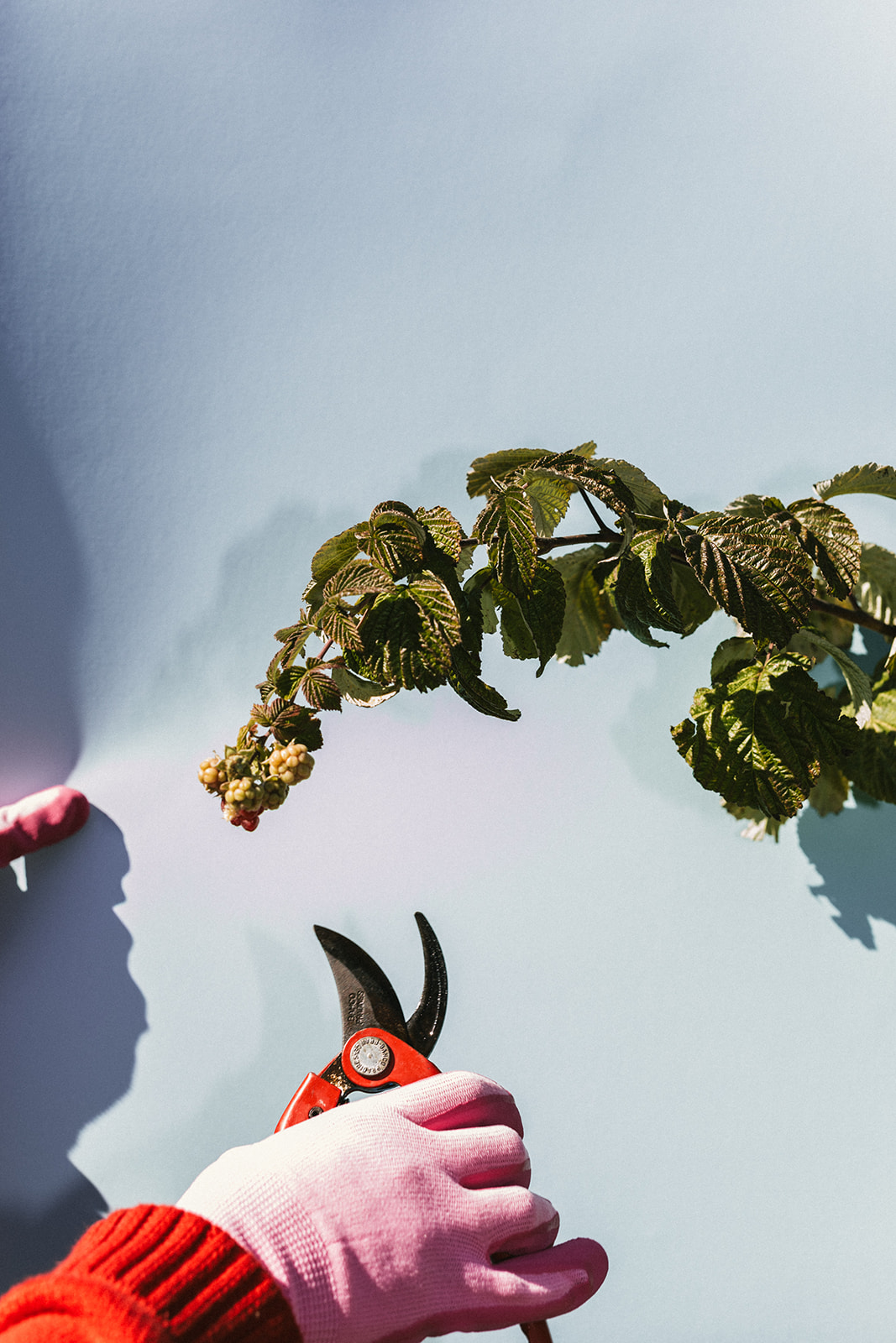 Pruning berries and brambles - Sage Journal X PICKY