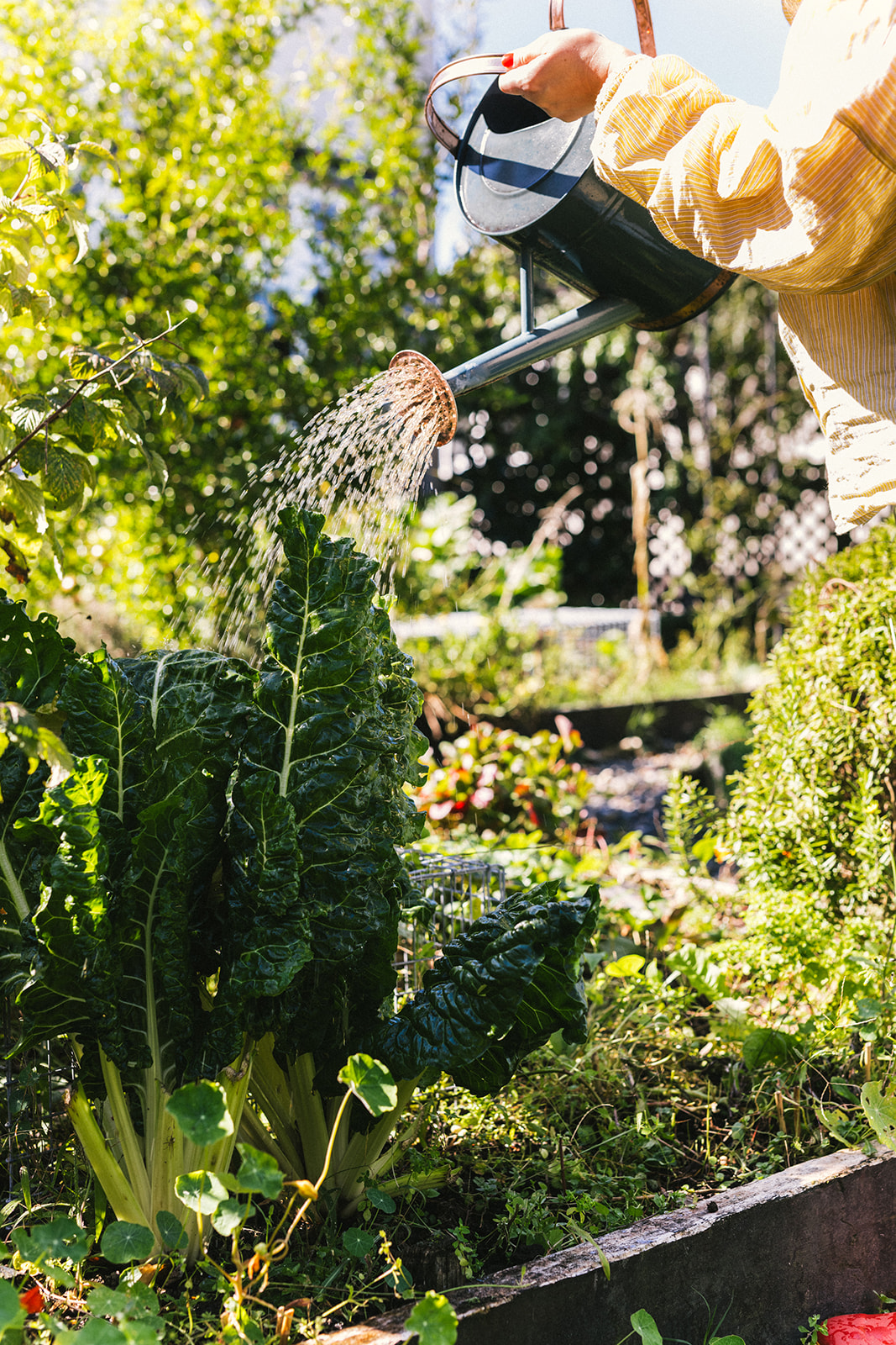 Sage Journal X PICKY Growing winter greens - Sage Journal X PICKY