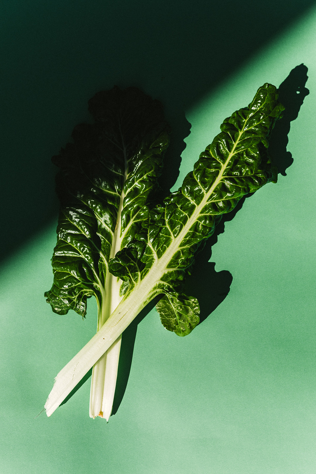 Growing winter greens - Sage Journal X PICKY Growing winter greens - Sage Journal X PICKY